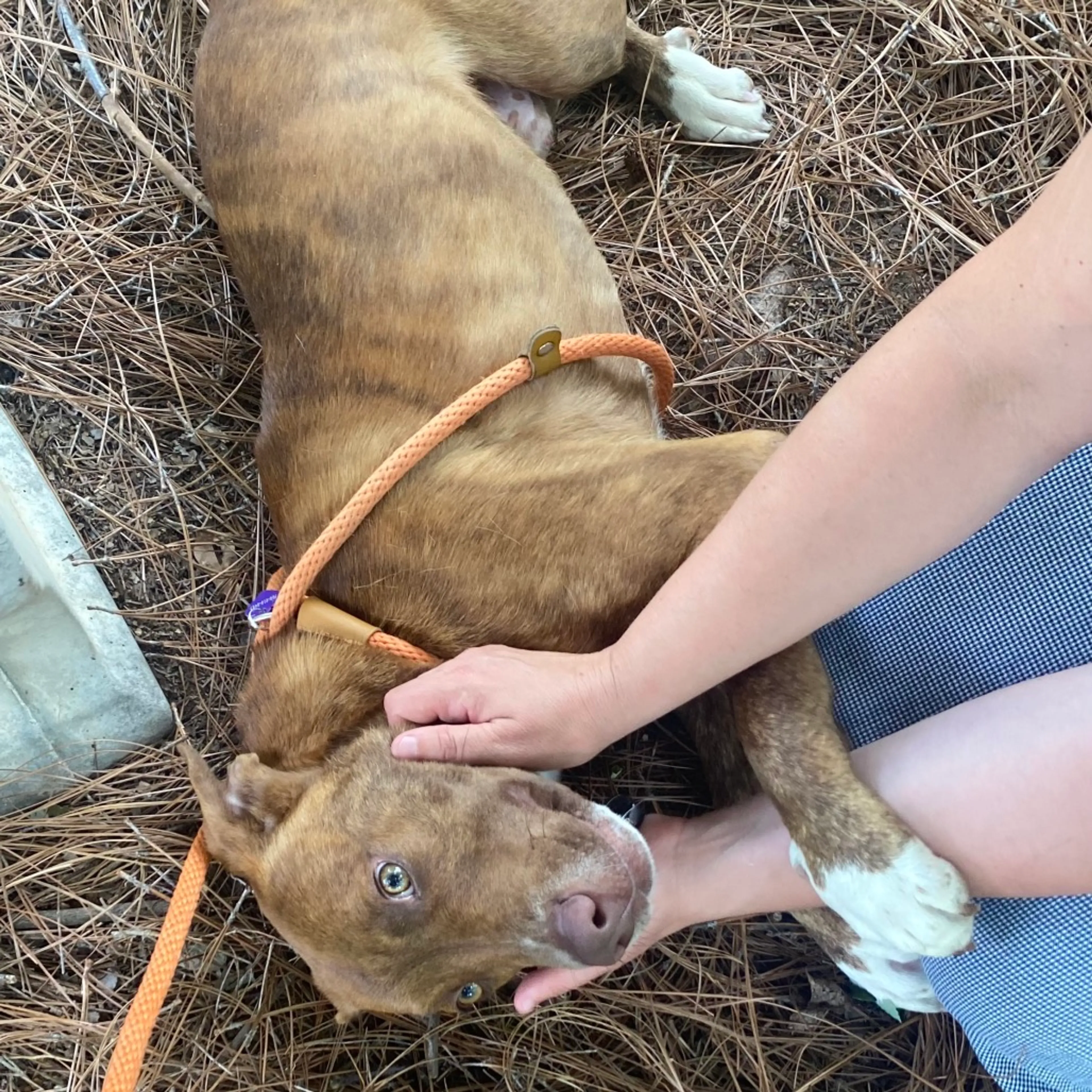 Found pet-4