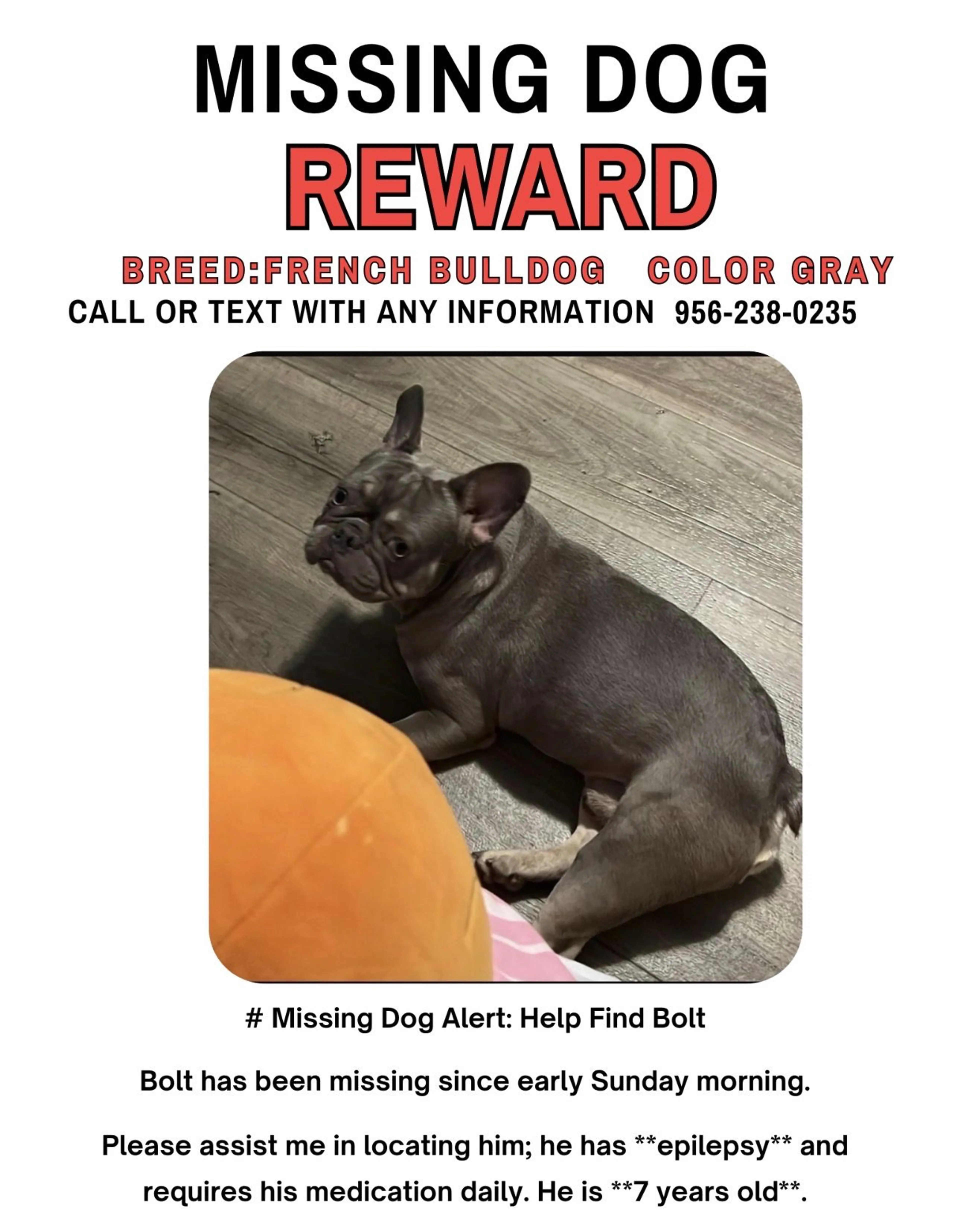 Lost pet