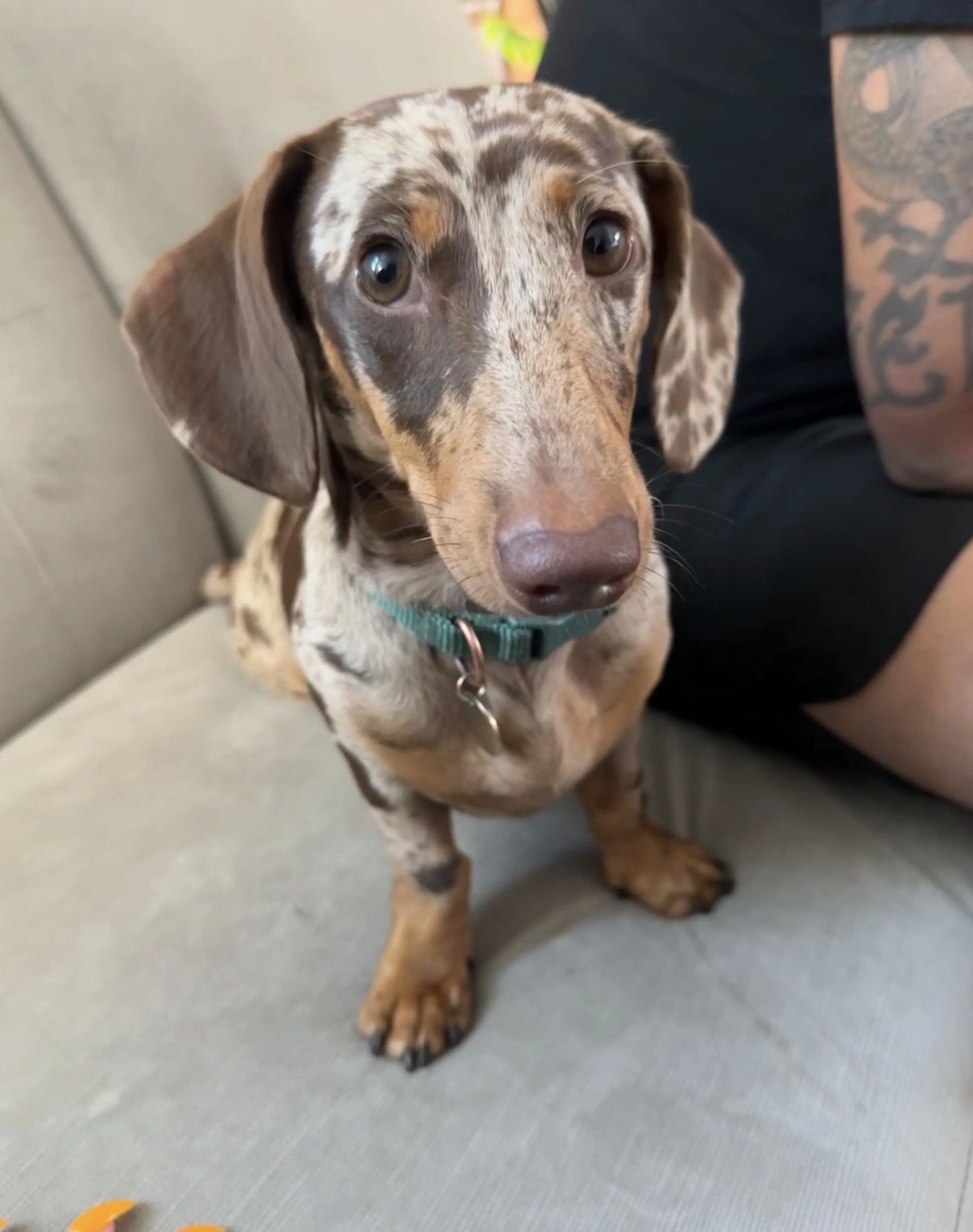Lost pet
