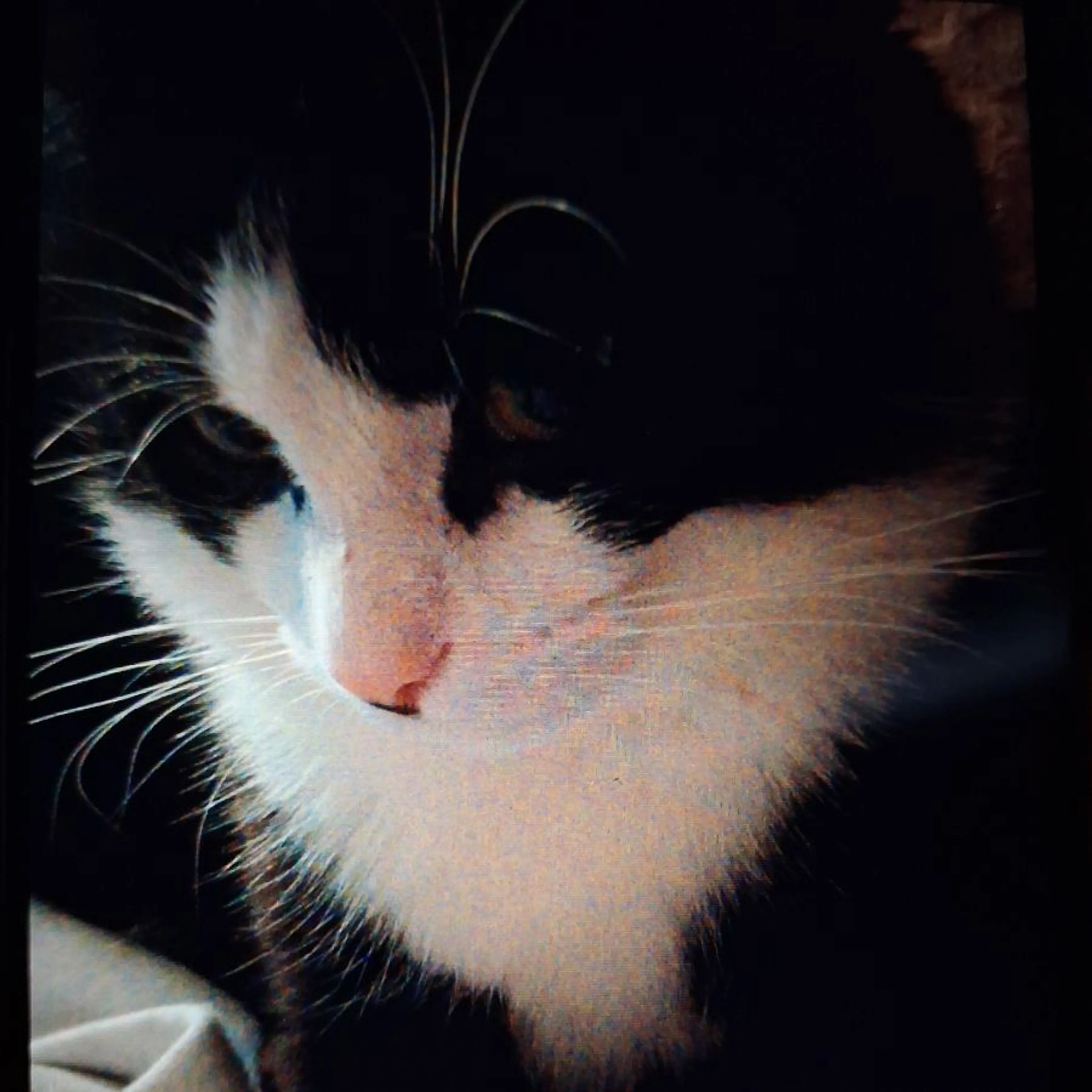 Lost pet