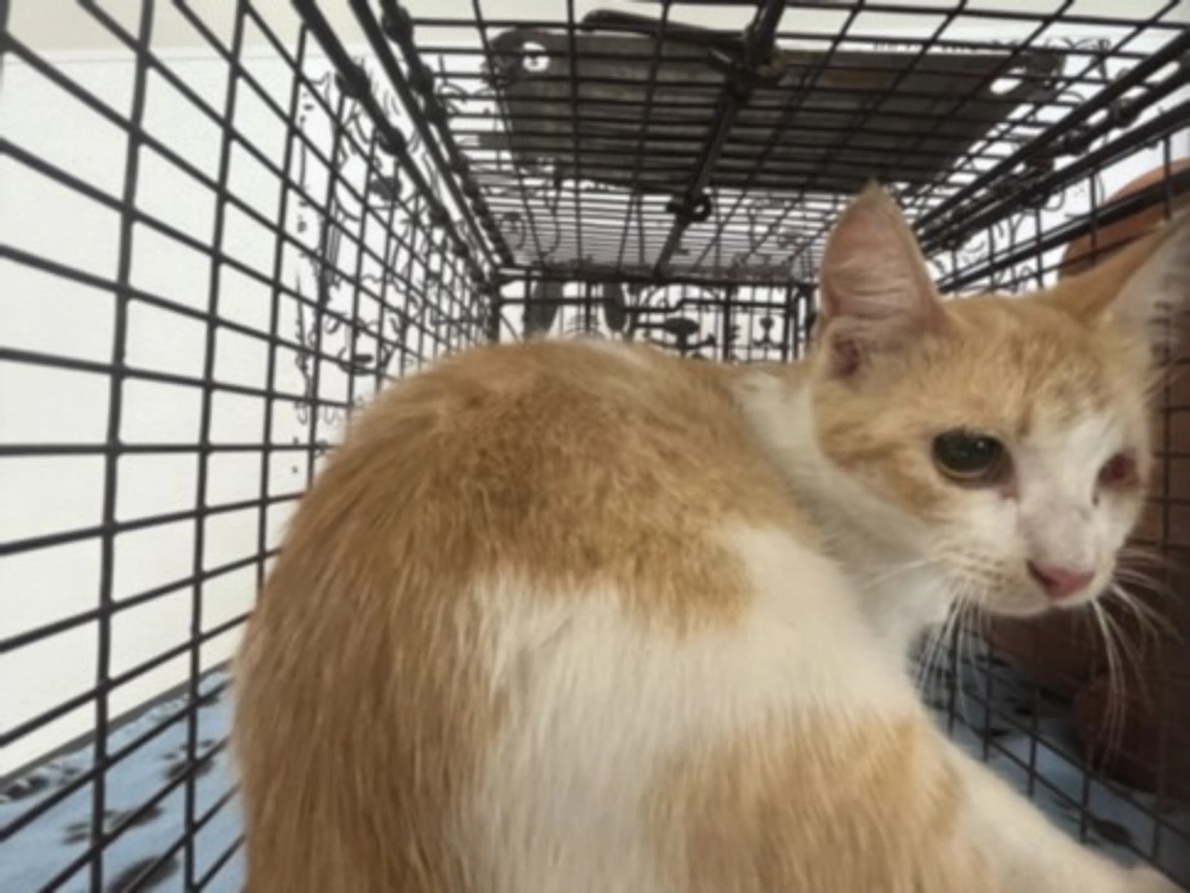 Found pet