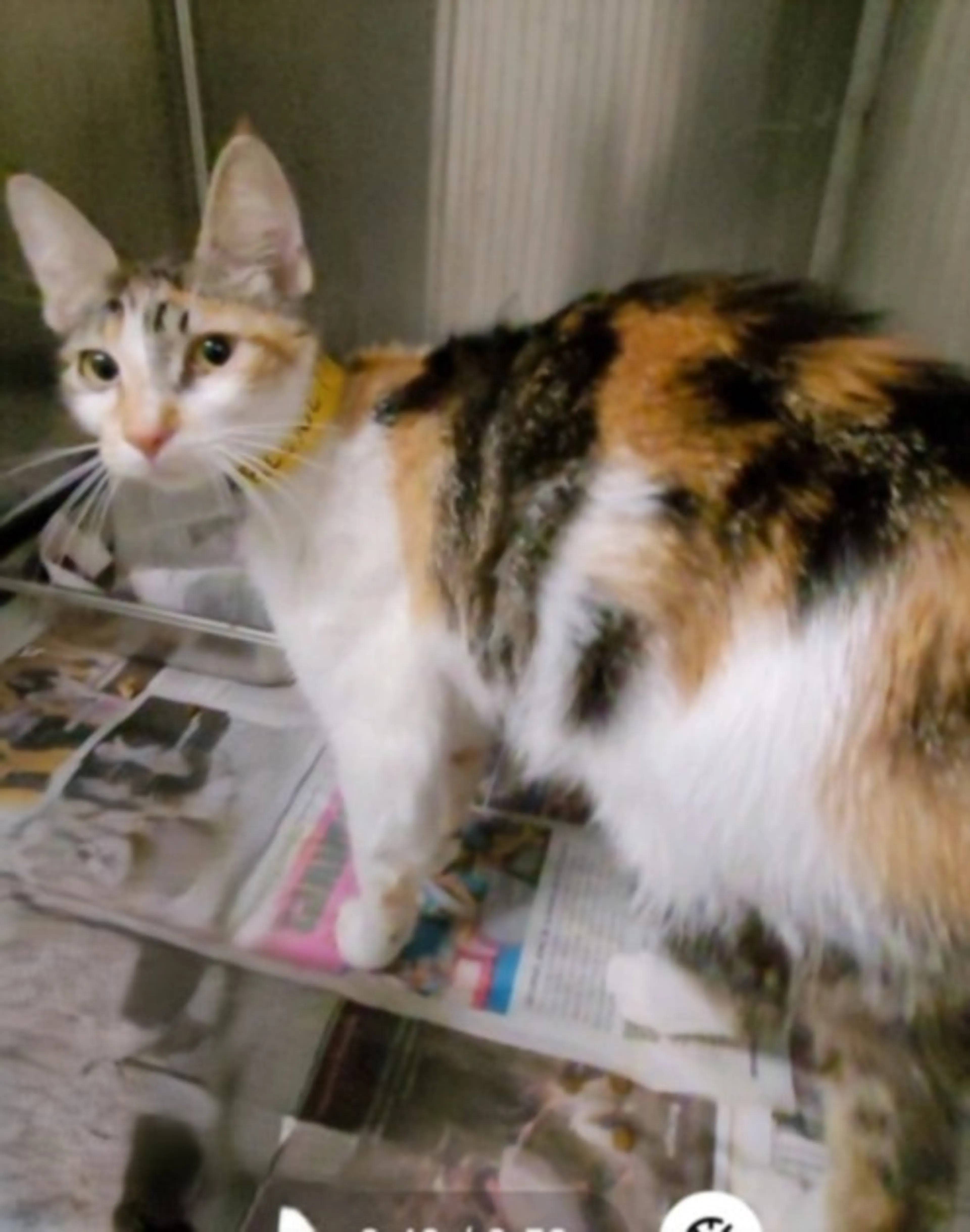 Found pet