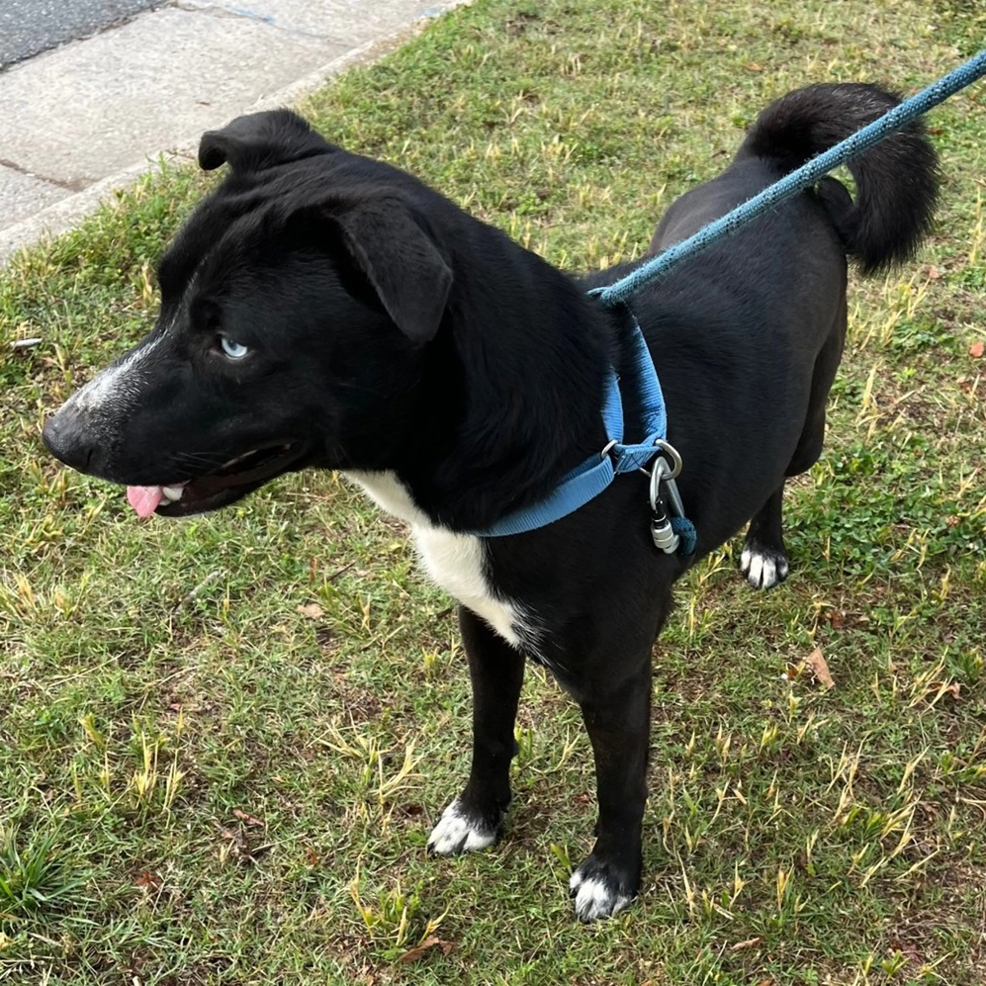 Found pet-2