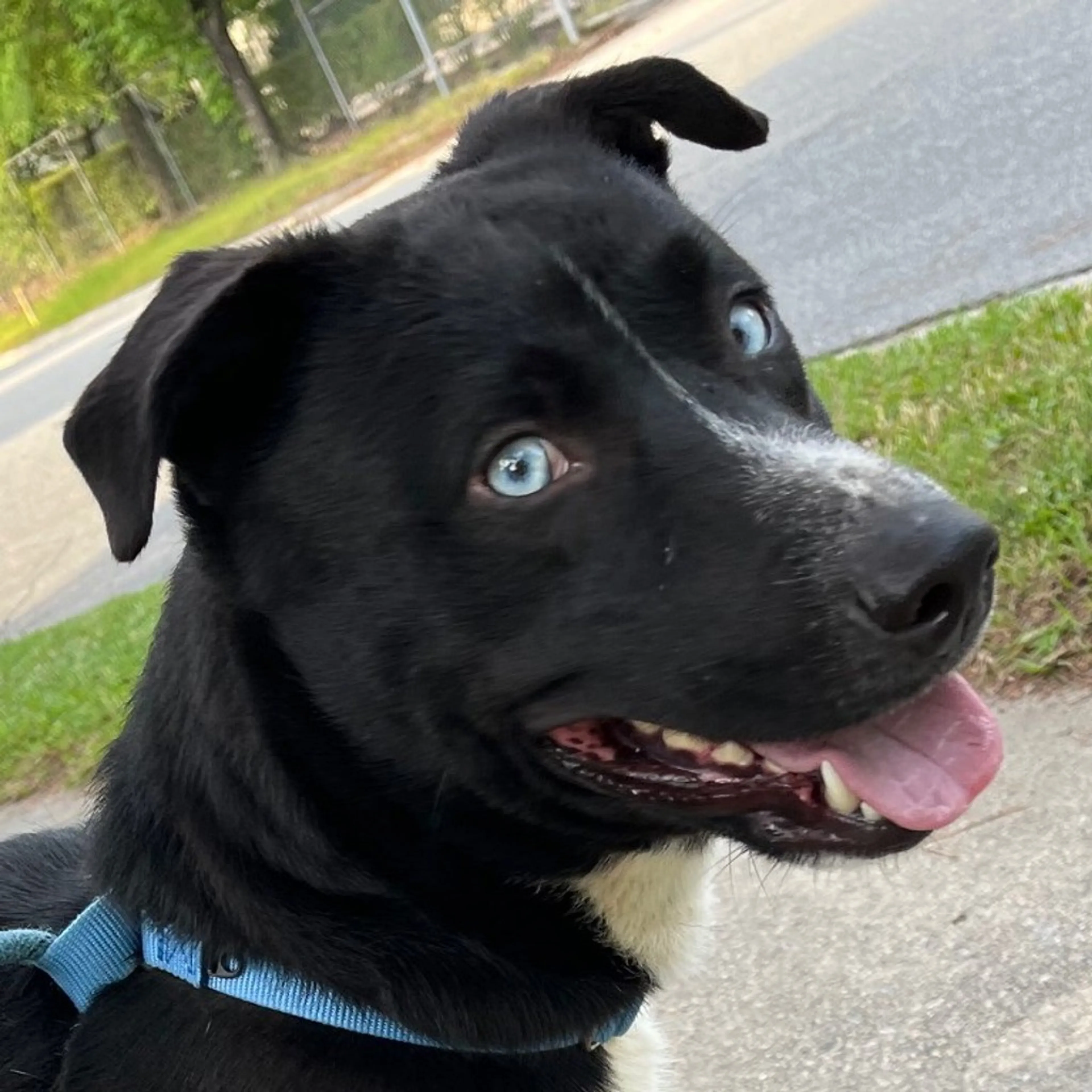 Found pet-1