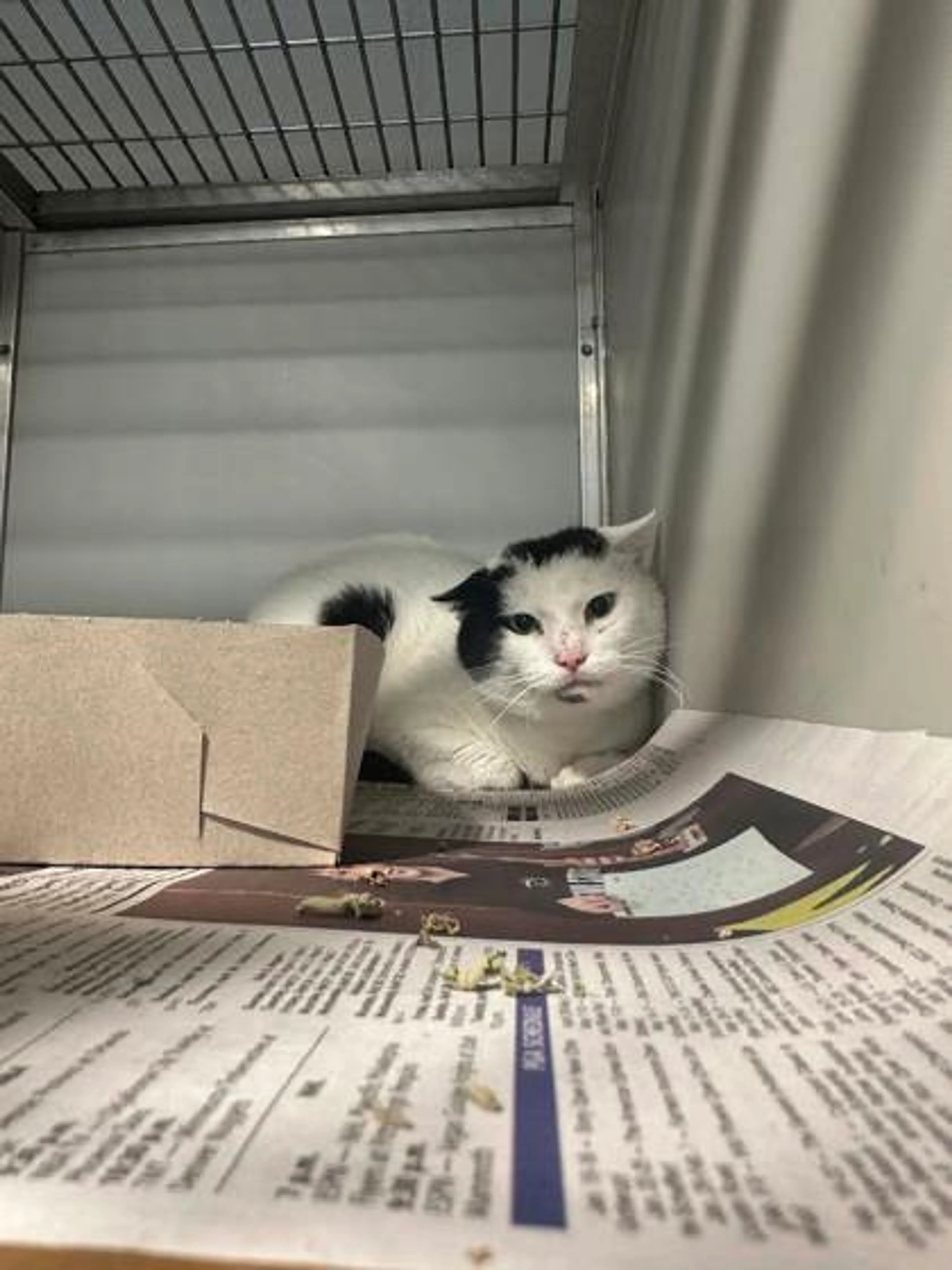 Found pet
