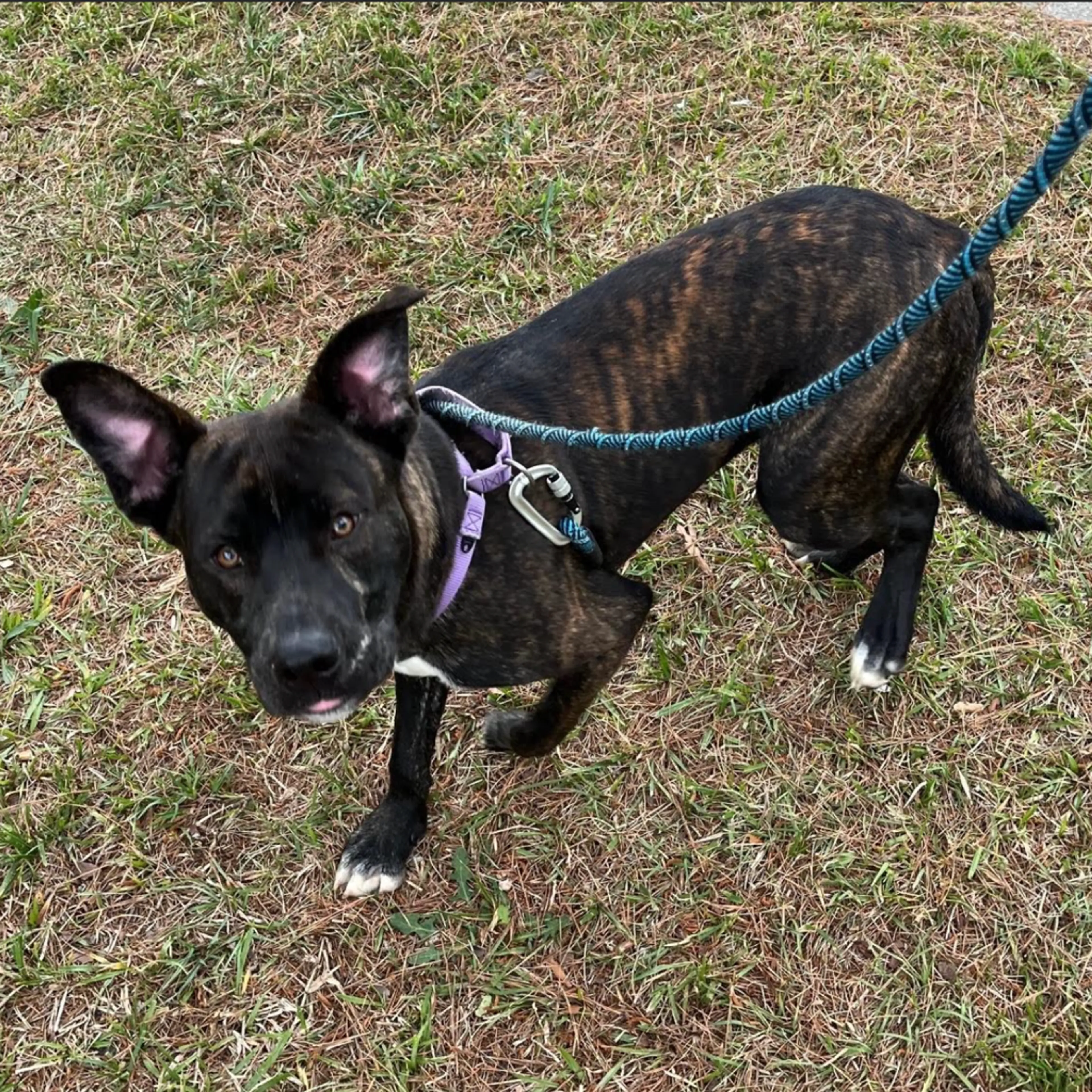 Found pet-3