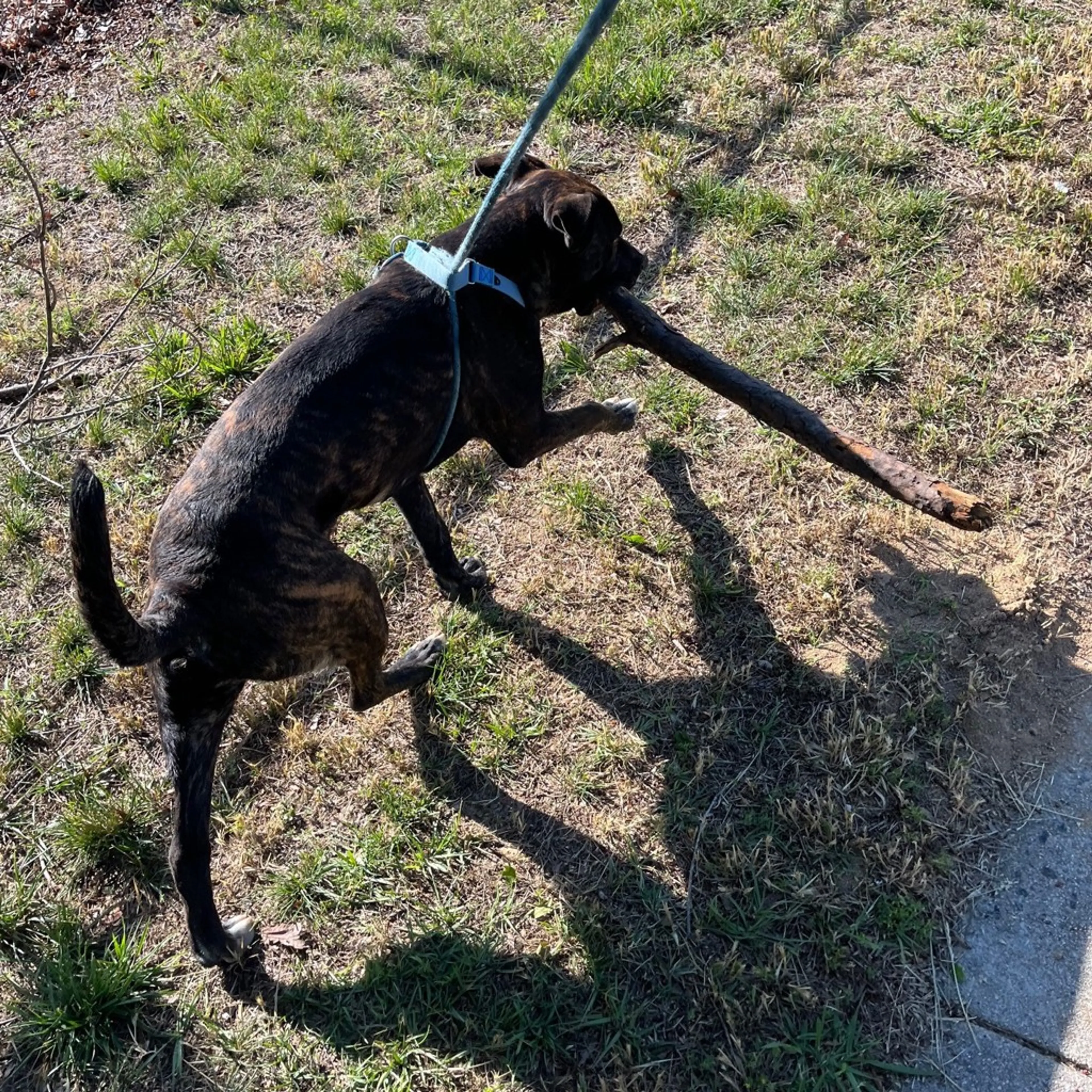 Found pet-1