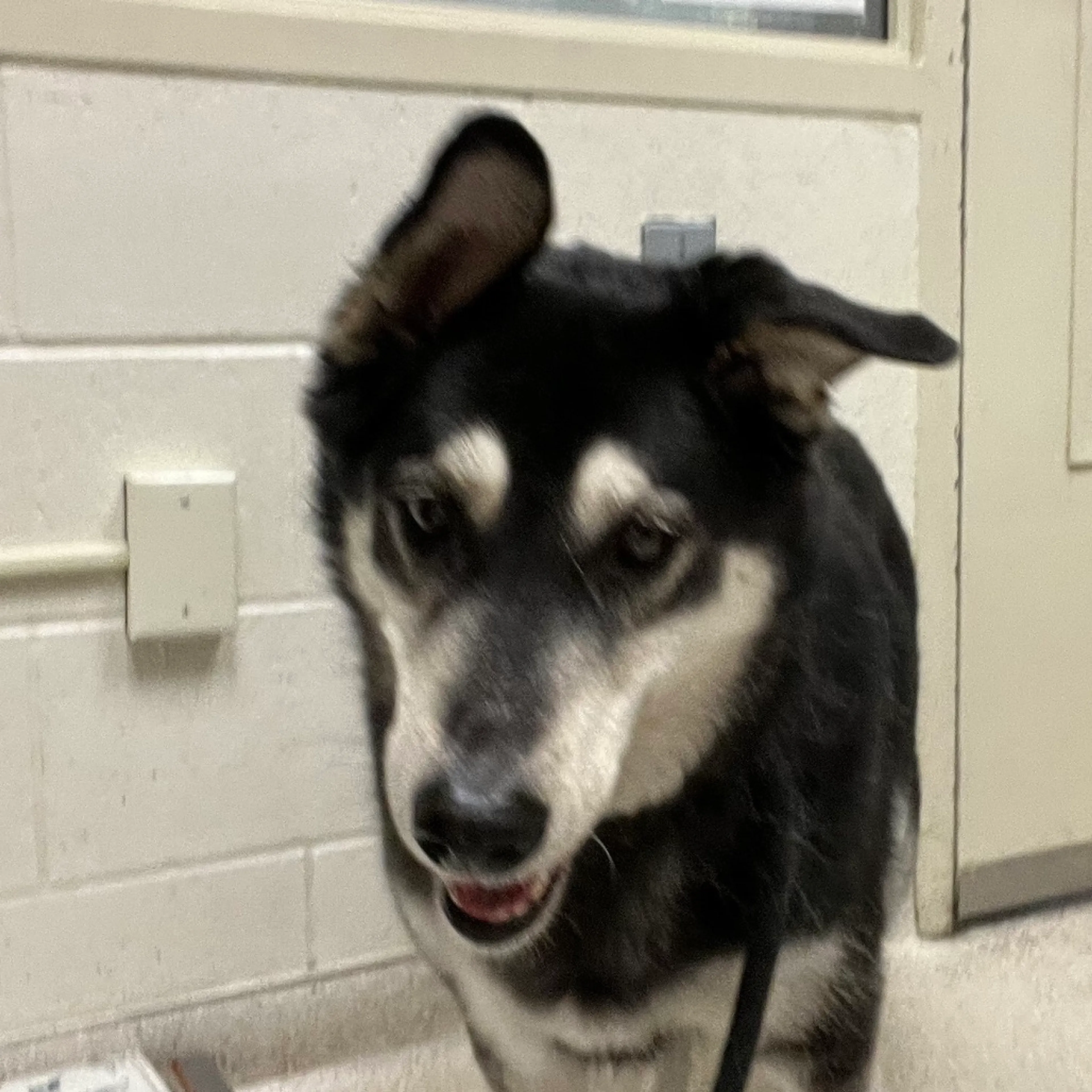 Found pet