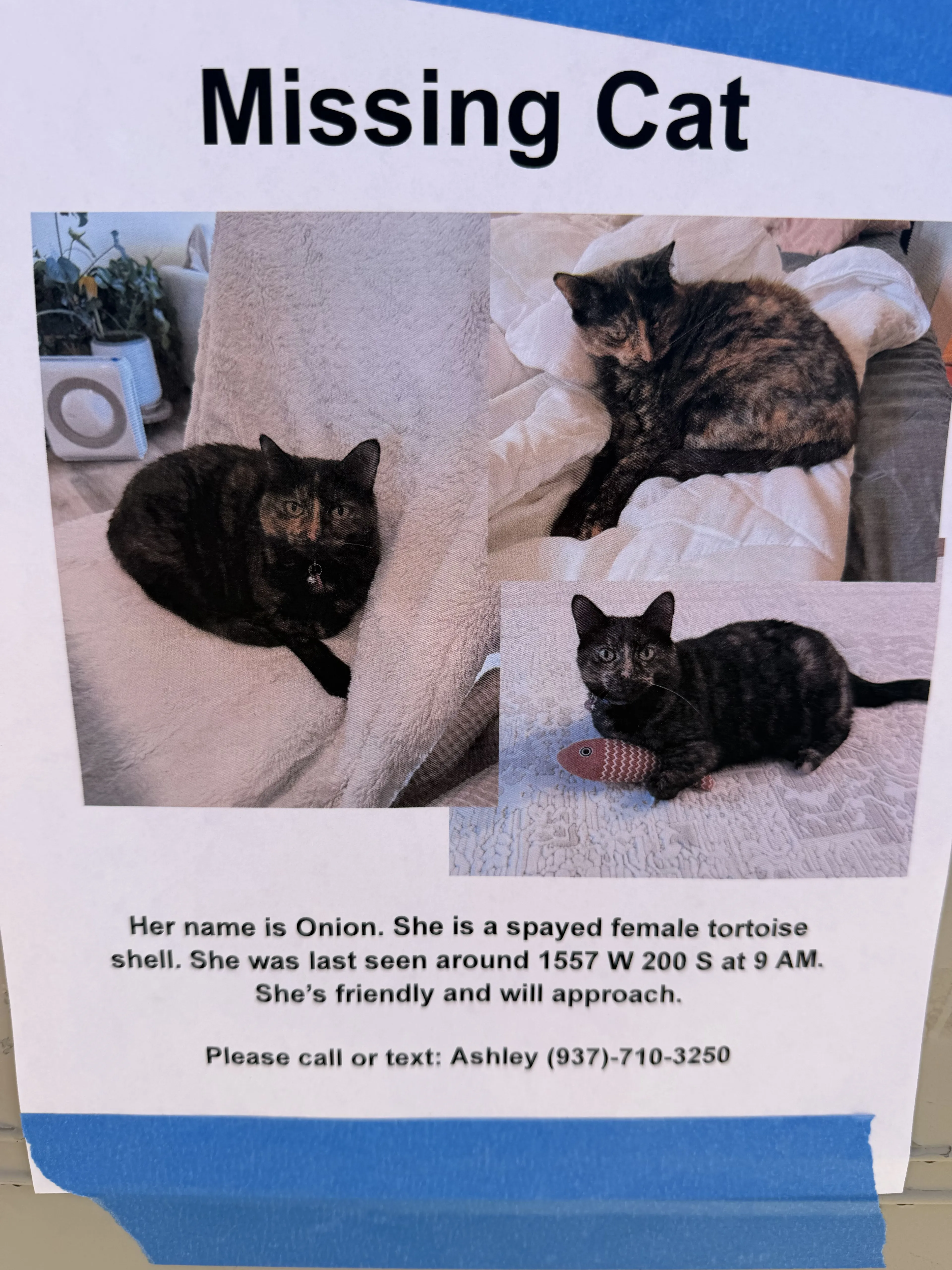 Lost pet