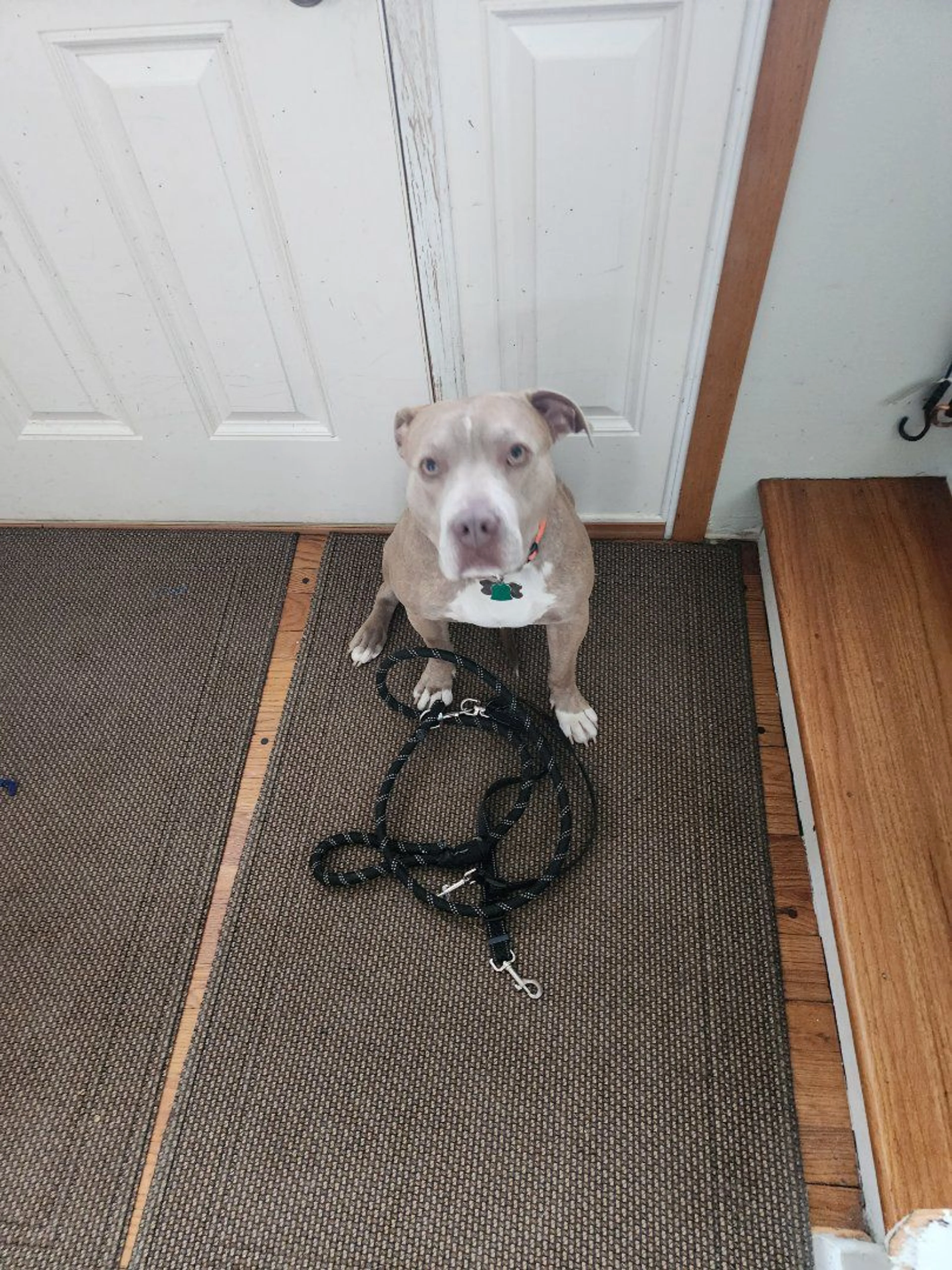 Lost pet-2