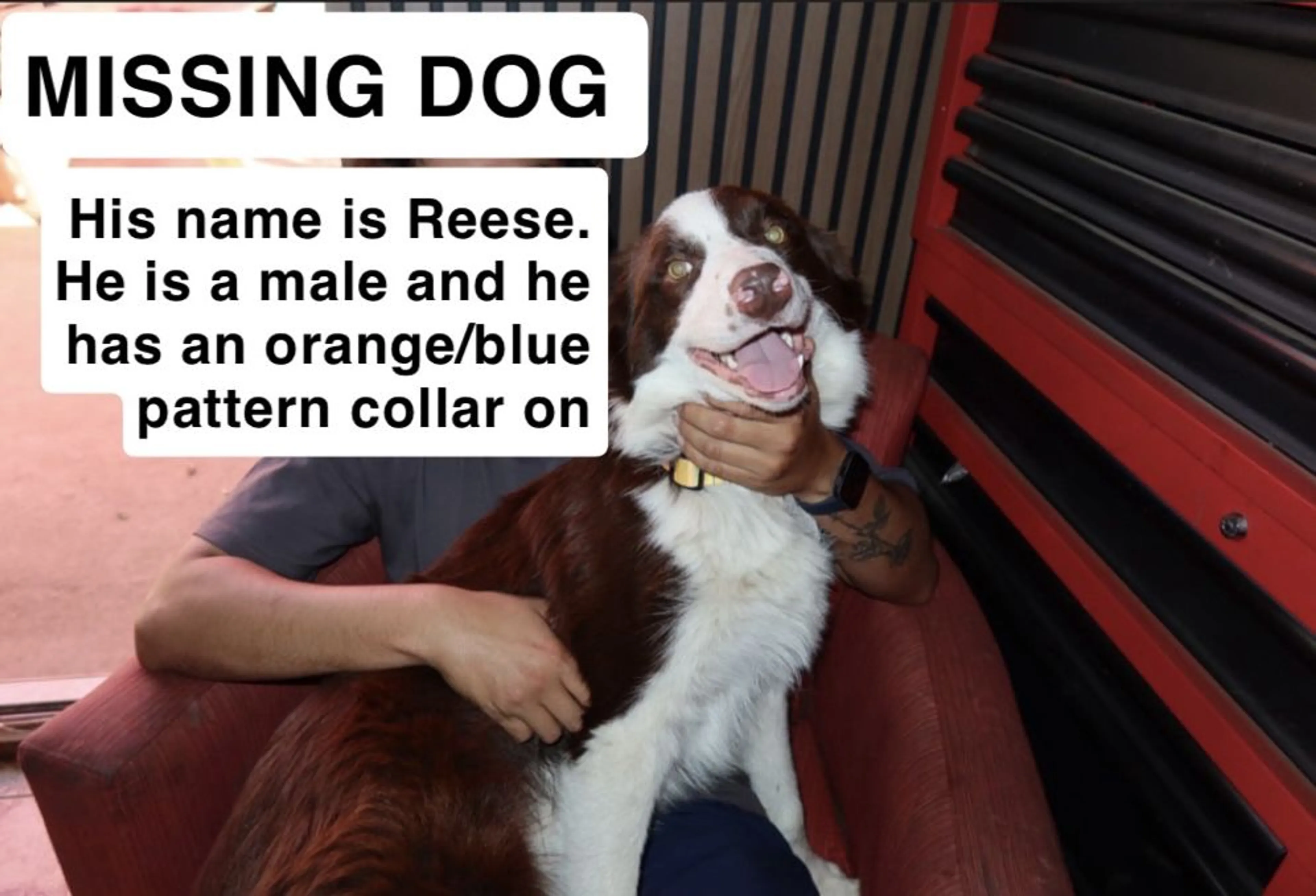 Lost pet-0