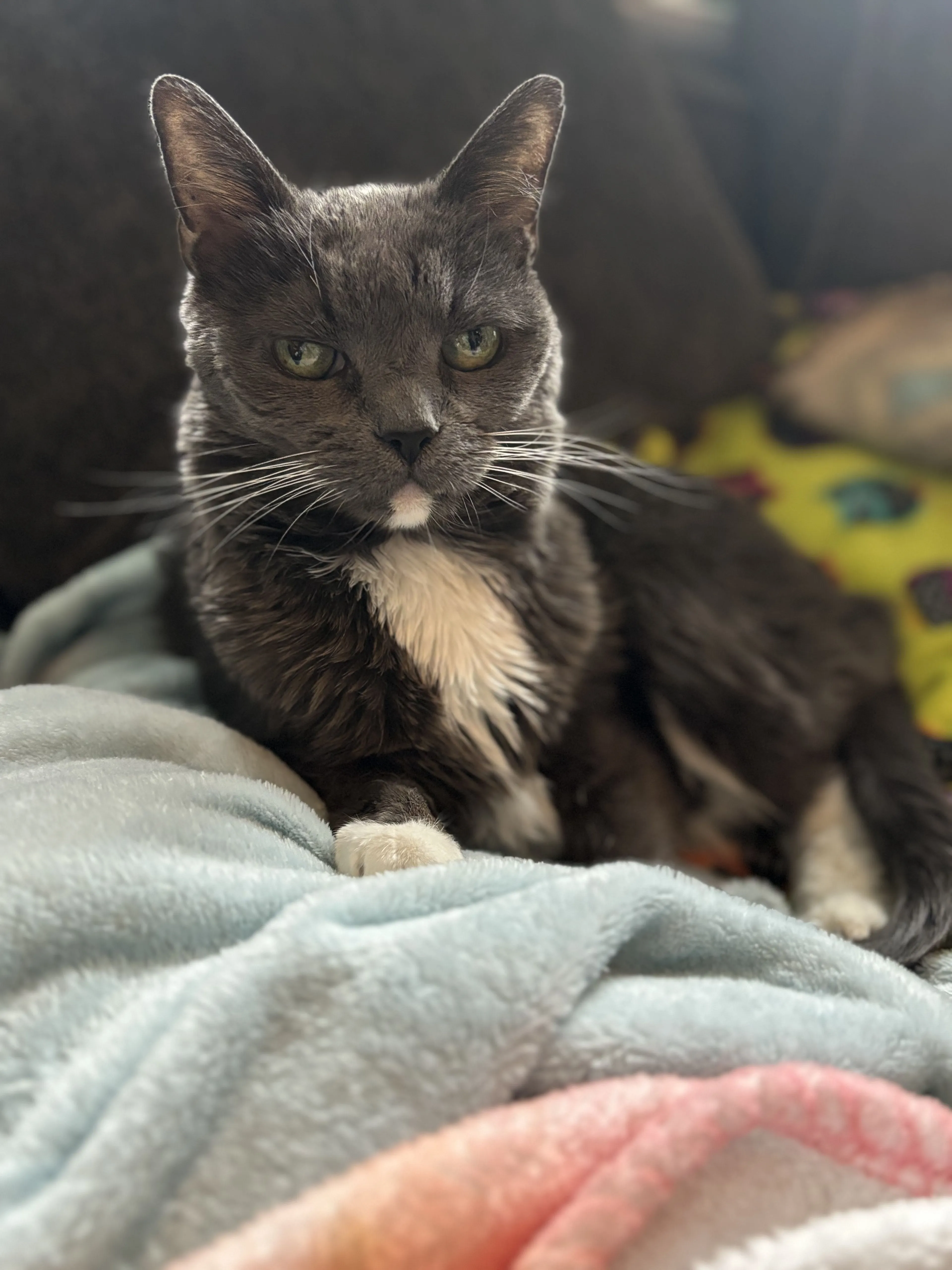 Lost pet-0