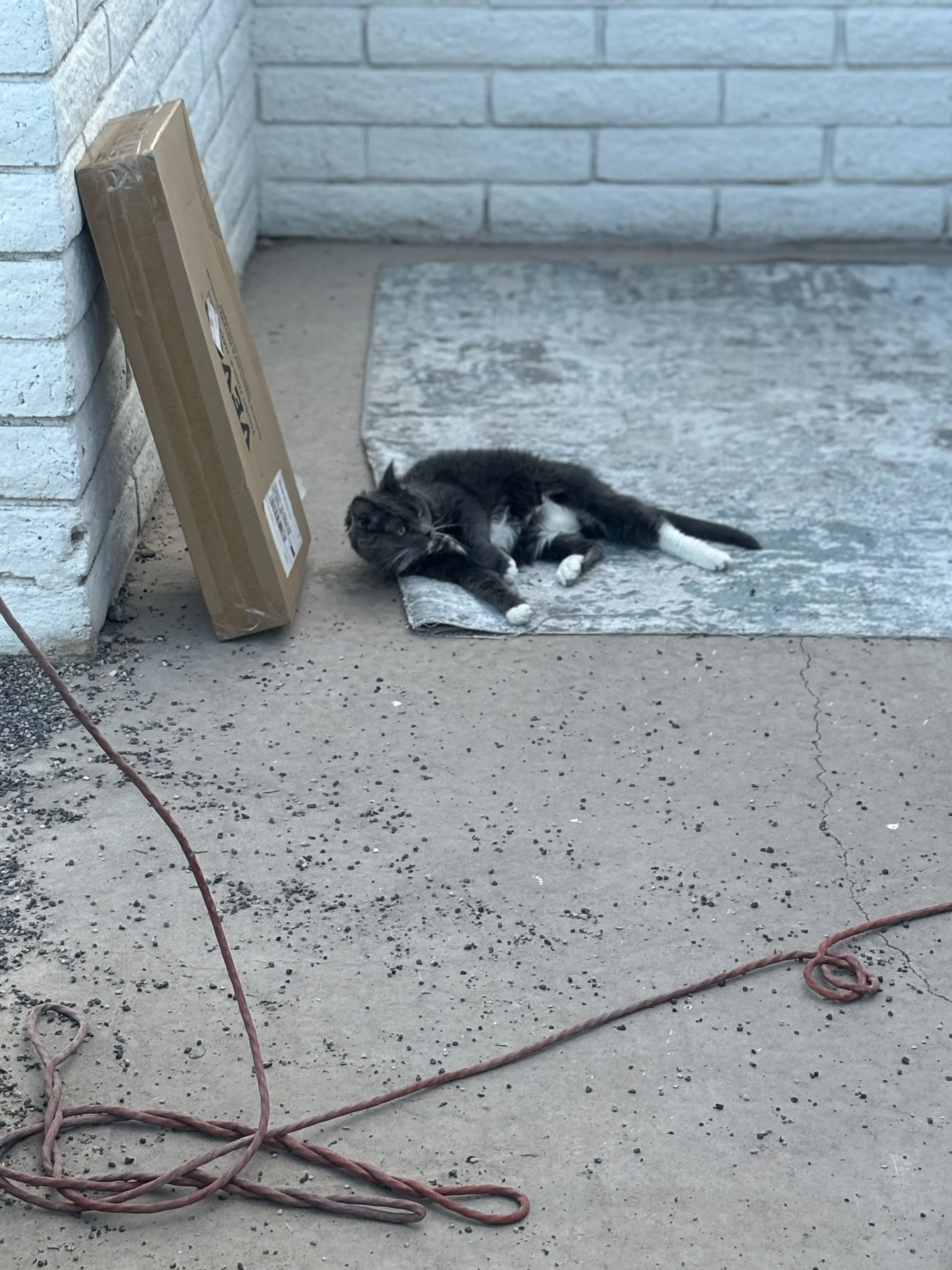 Lost pet-3