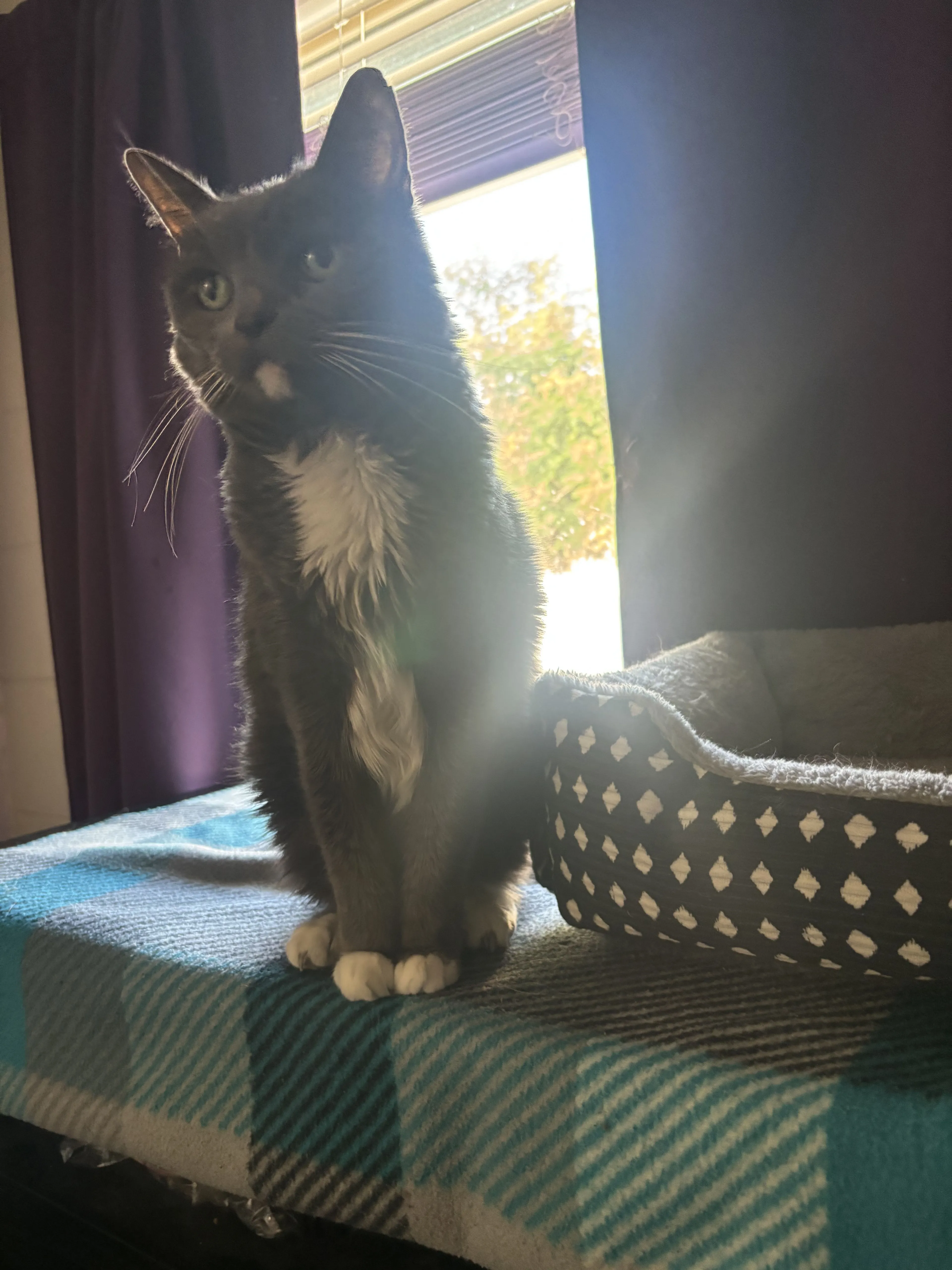 Lost pet-2