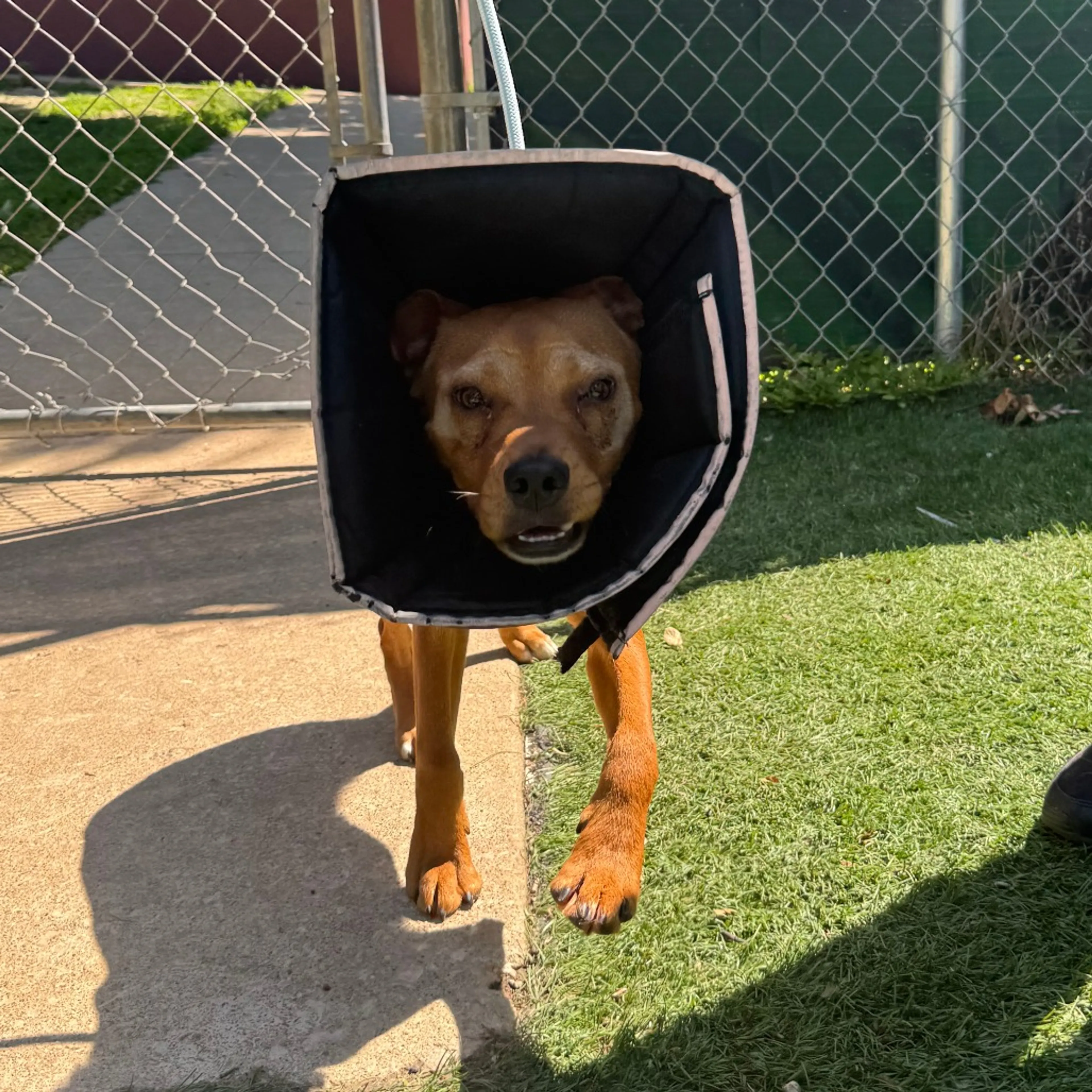 Found pet-2