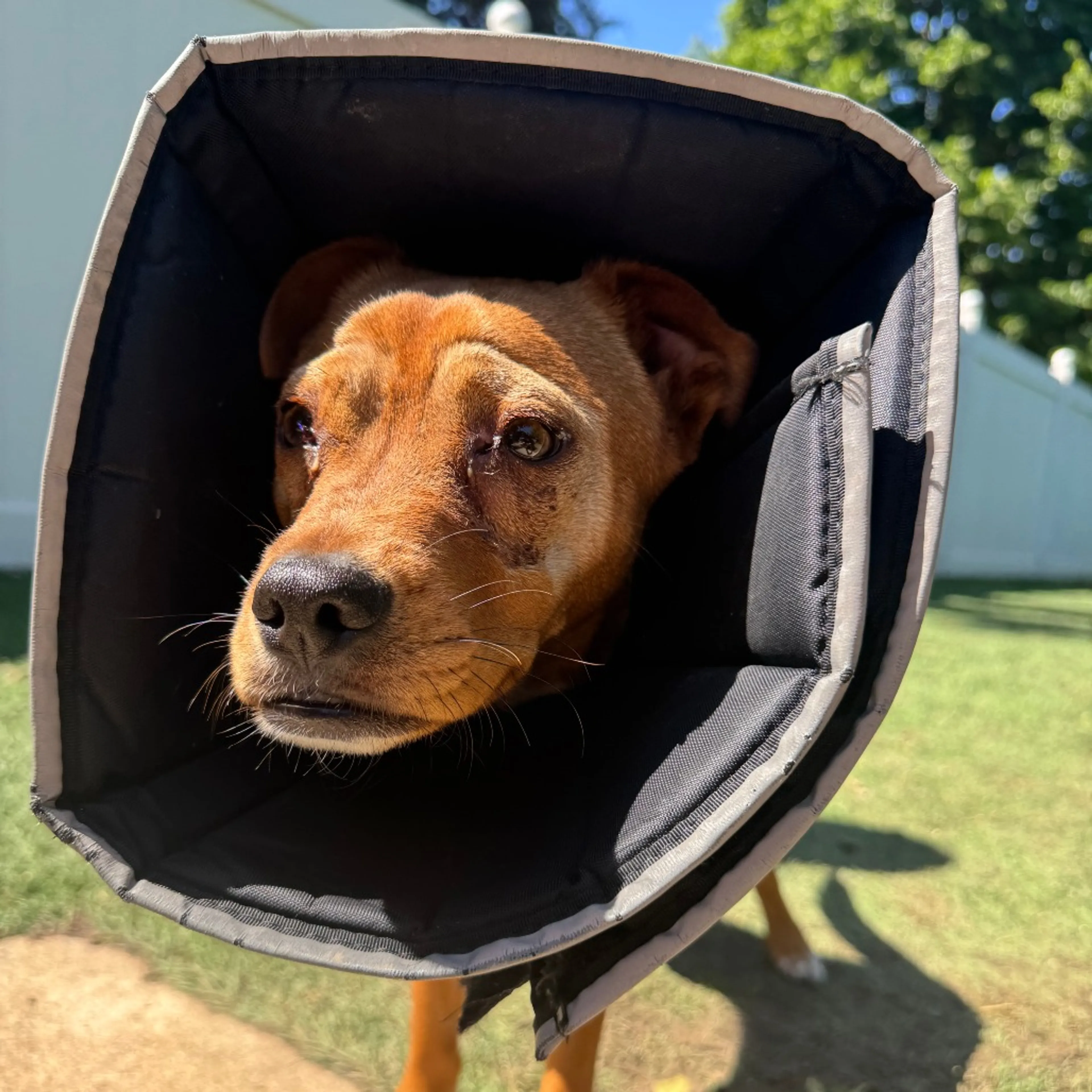 Found pet-3