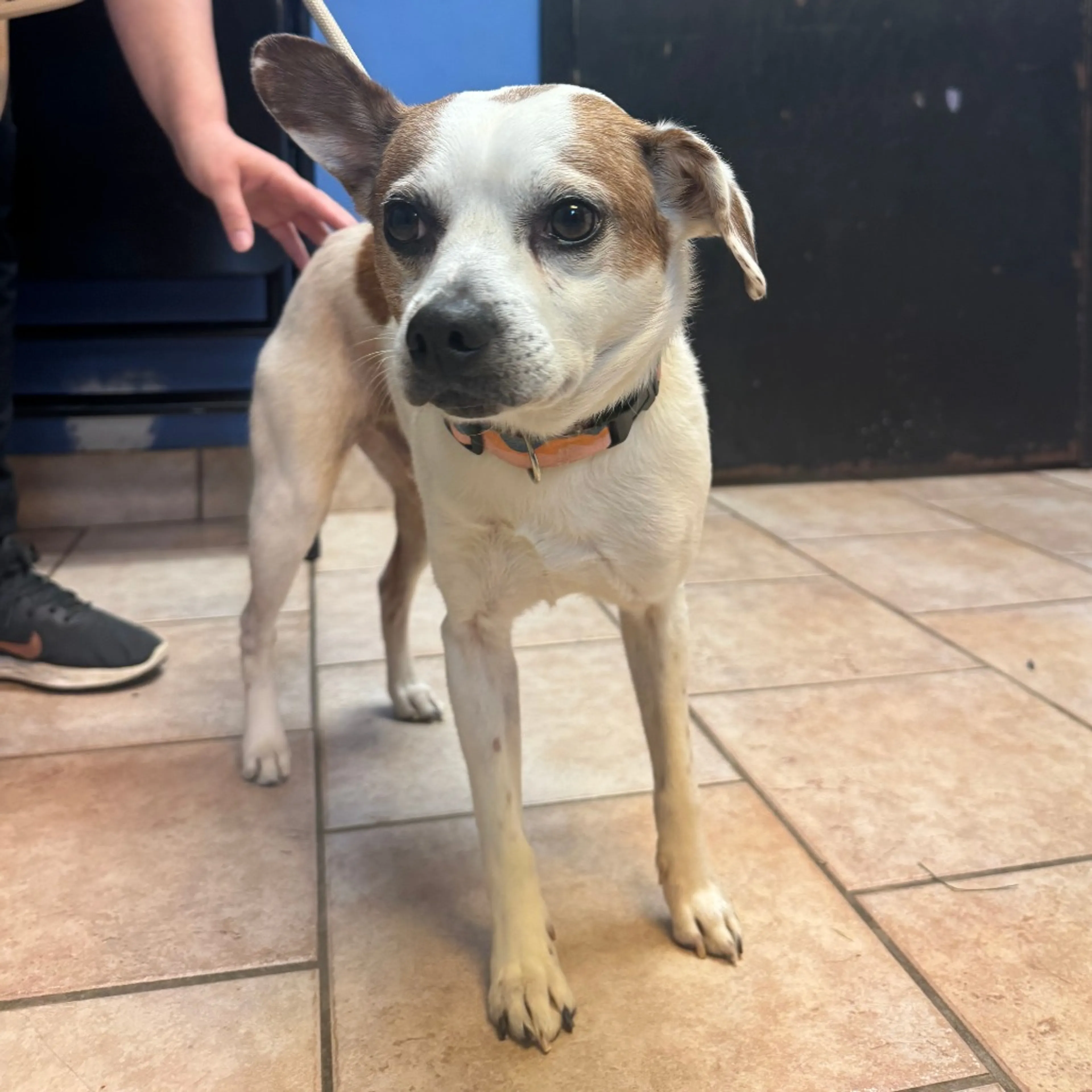 Found pet-1