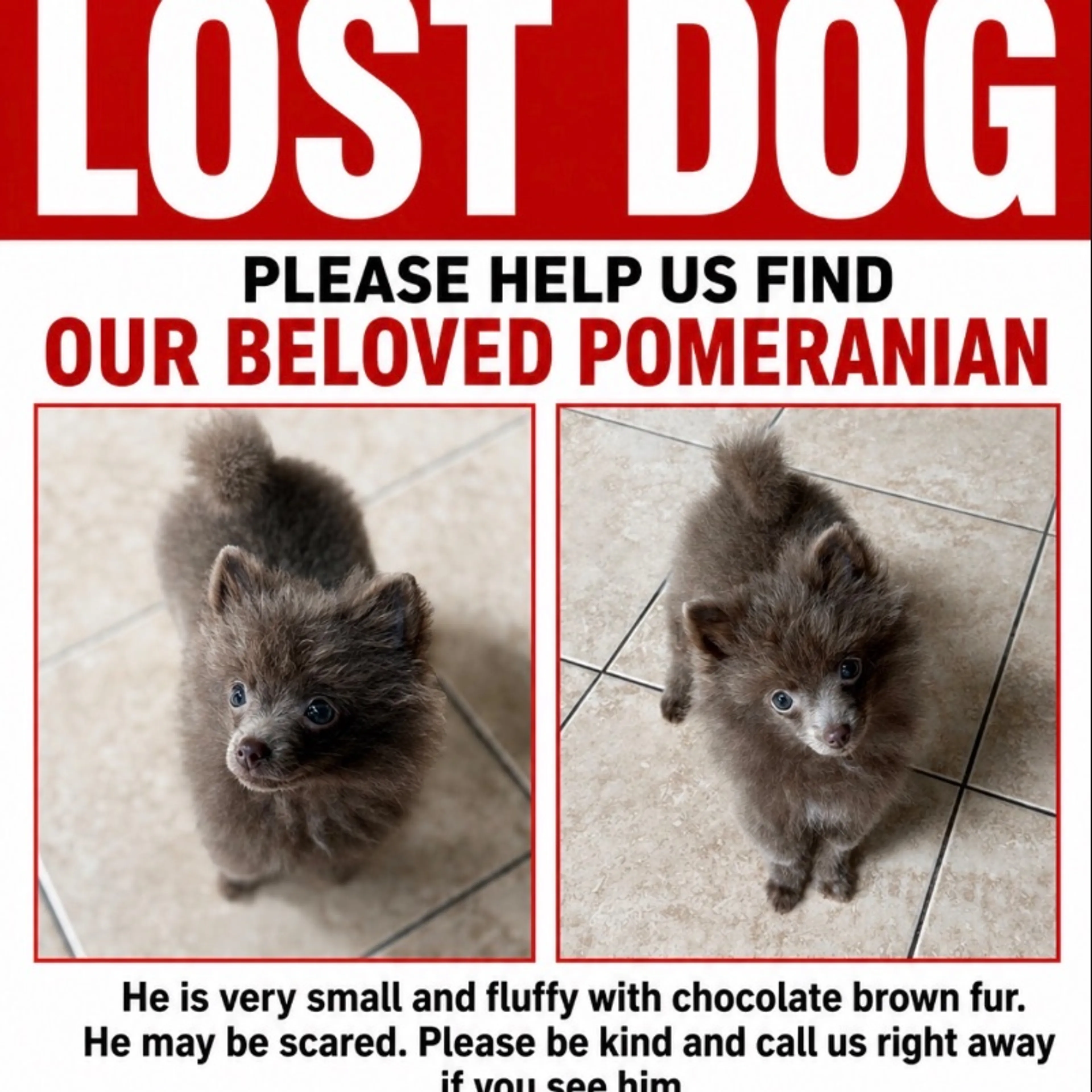Lost pet