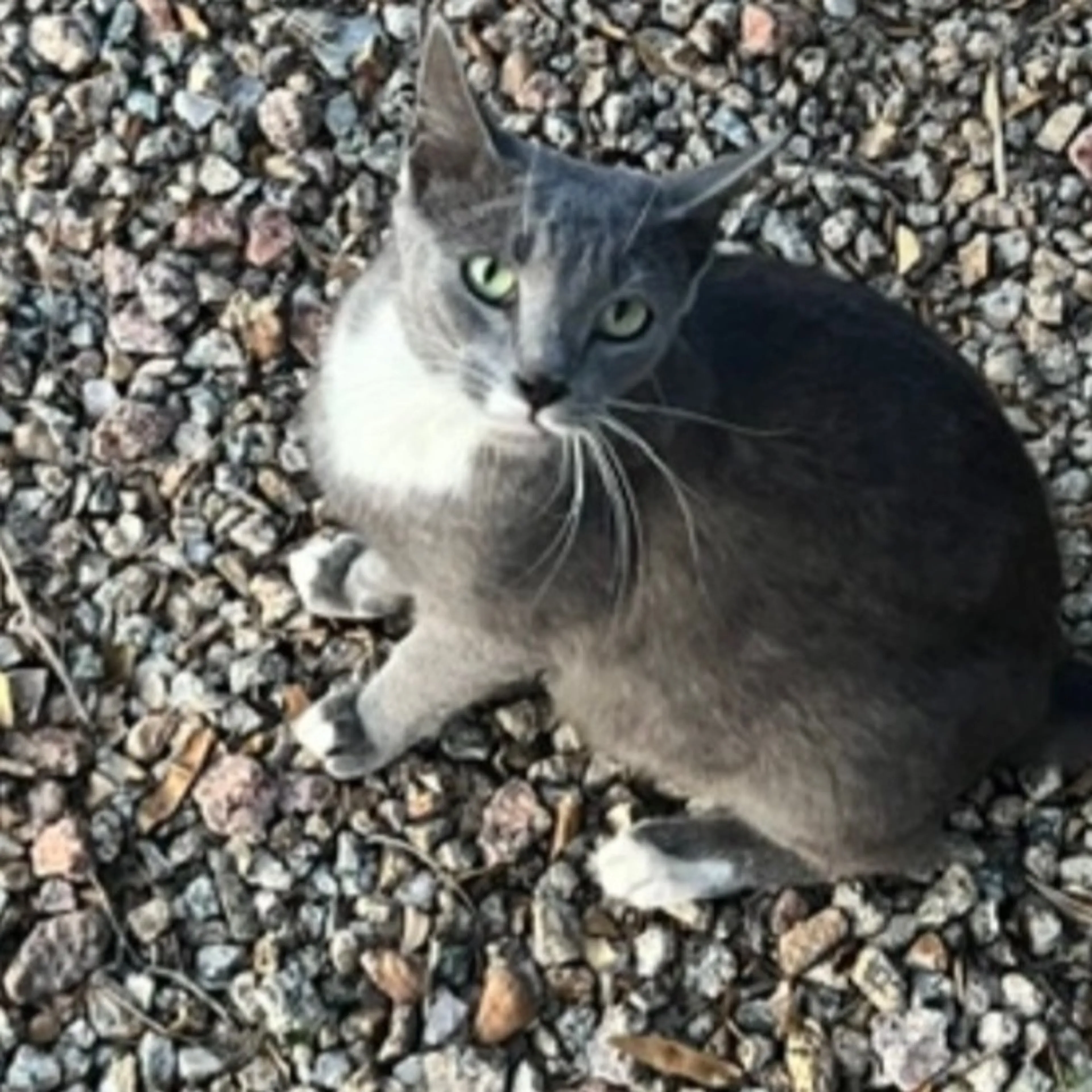 Lost pet