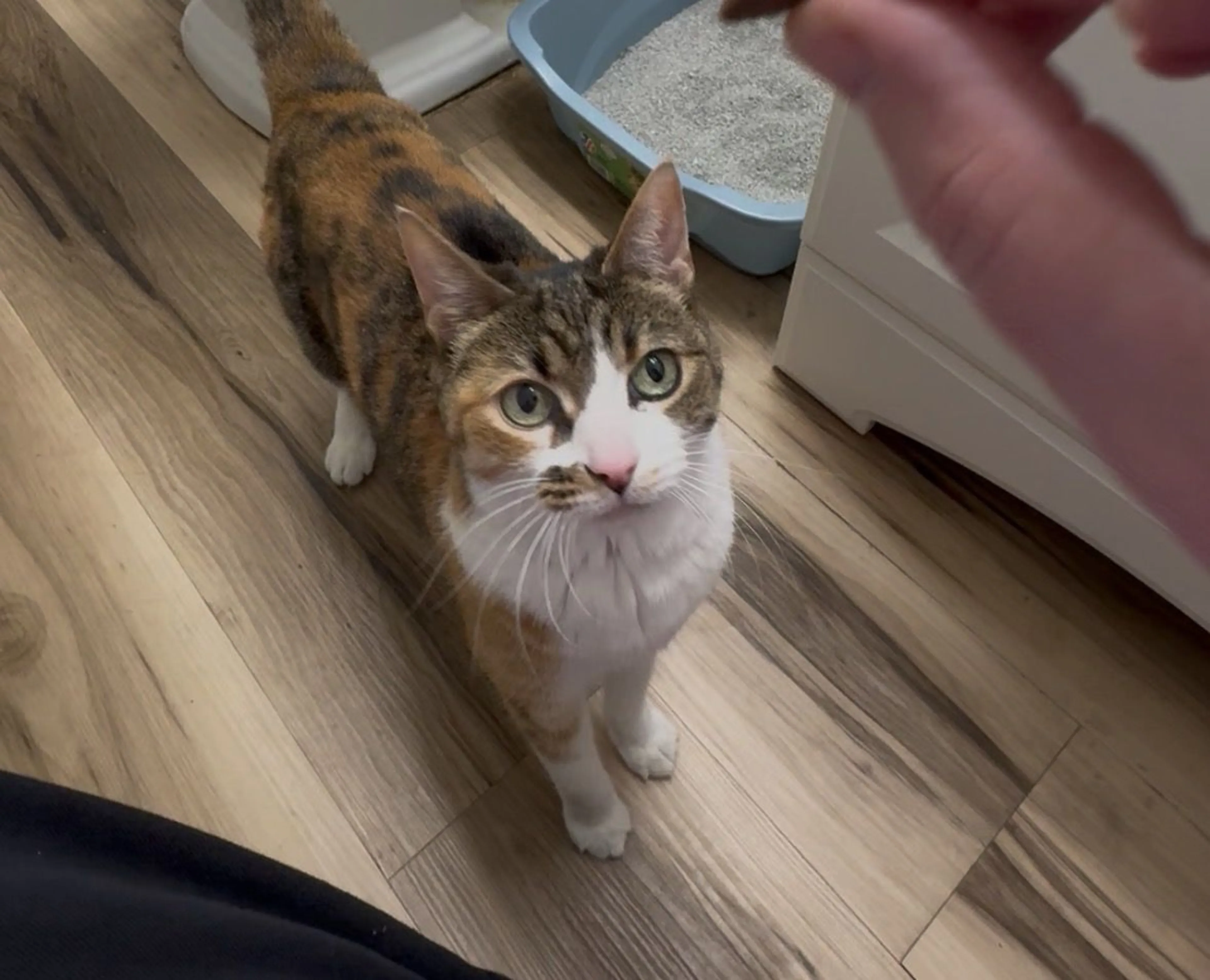 Lost pet