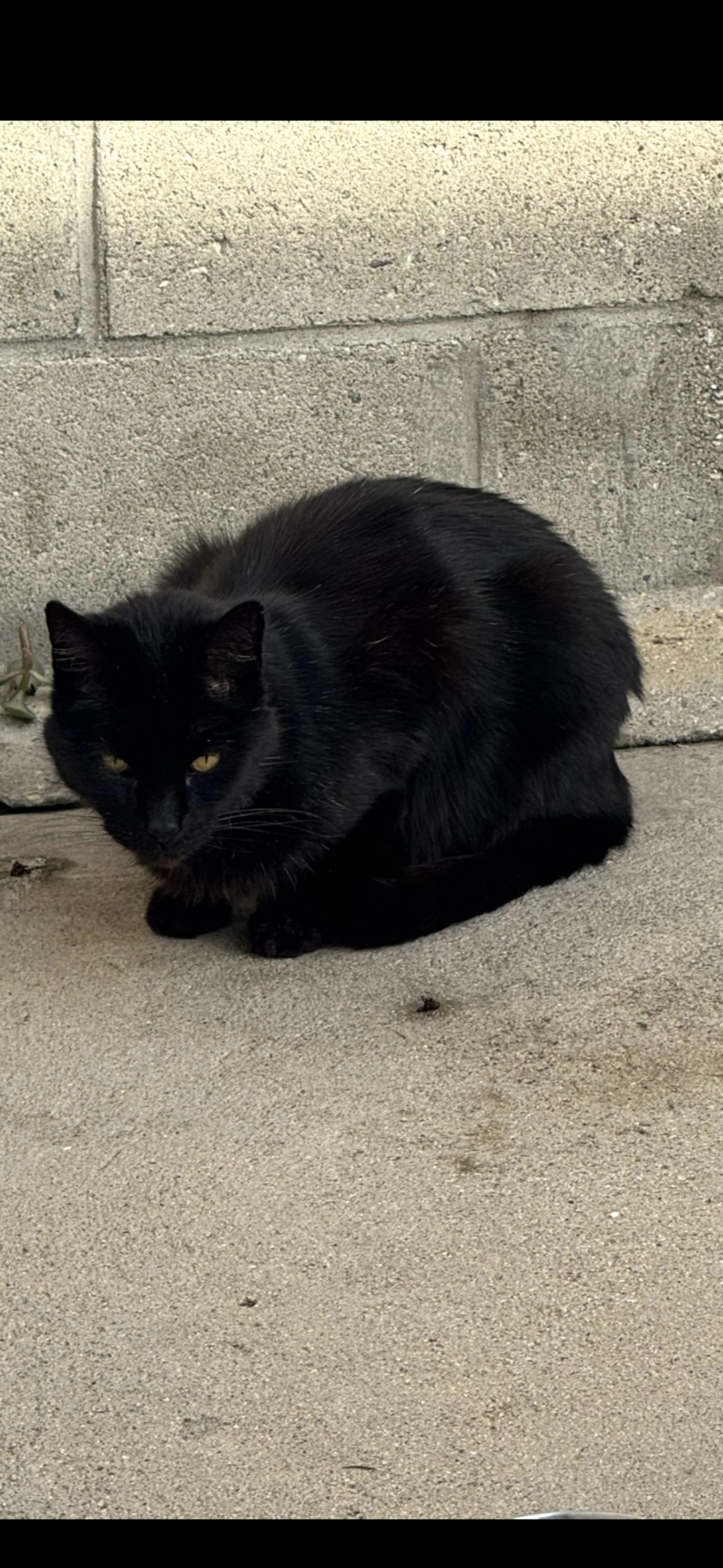Lost pet-1