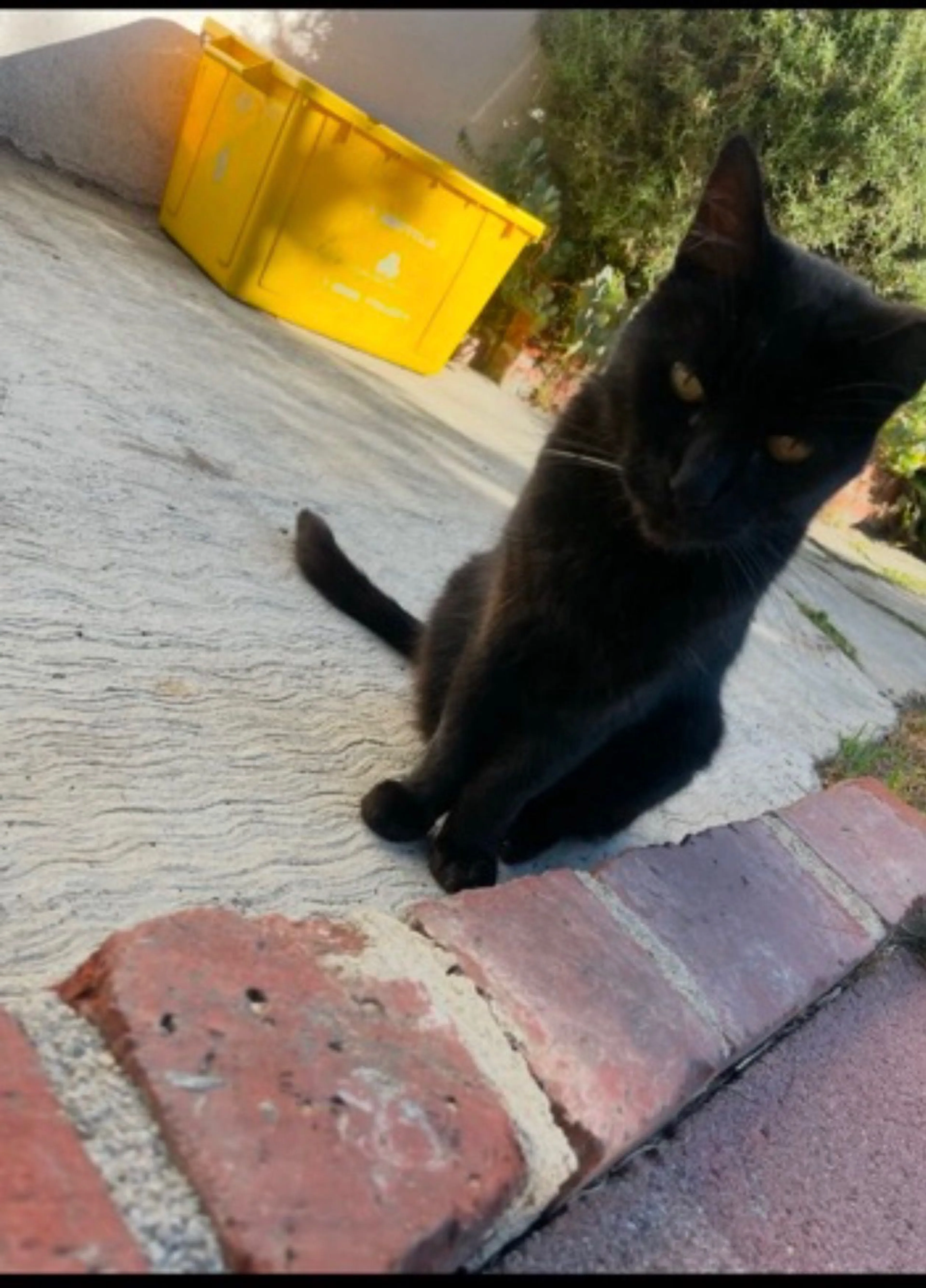Lost pet-3
