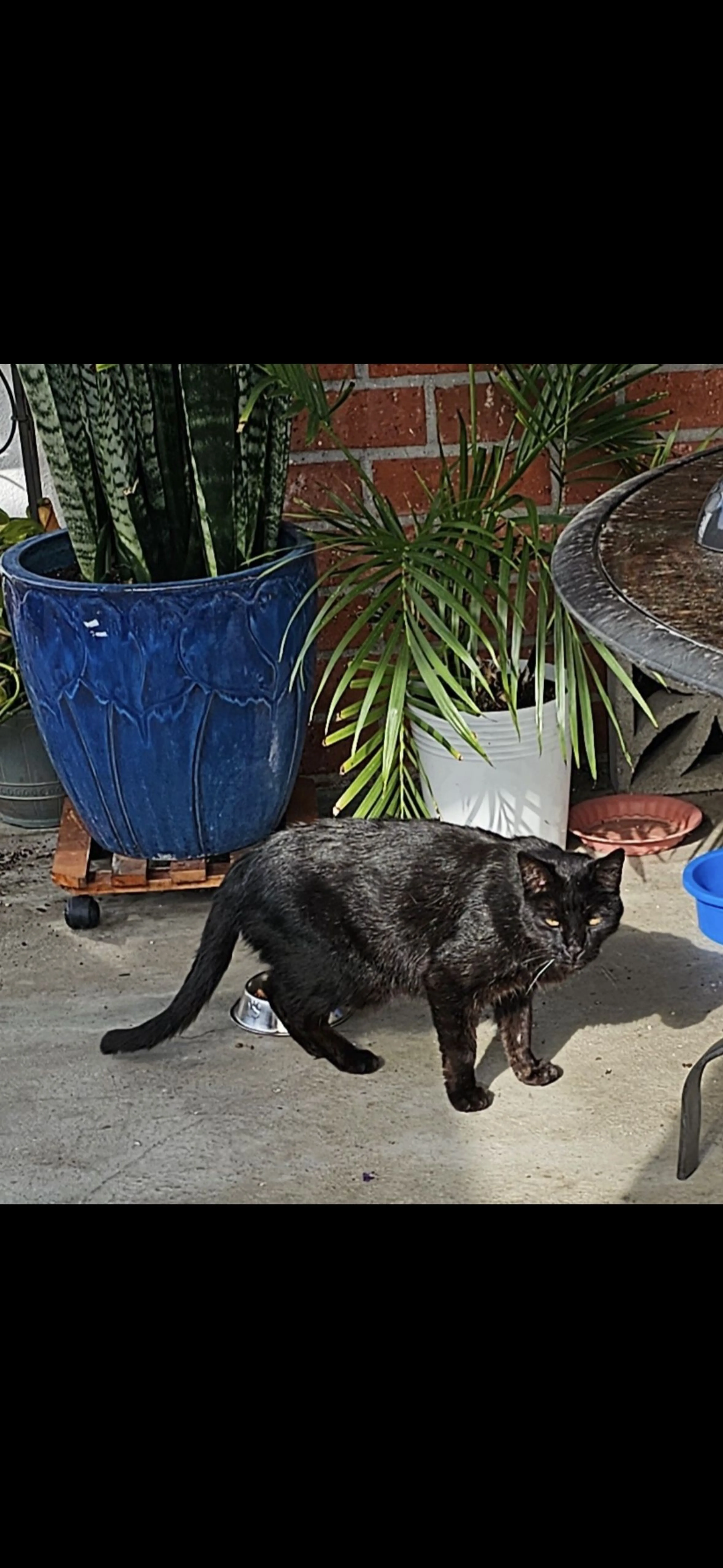 Lost pet-0