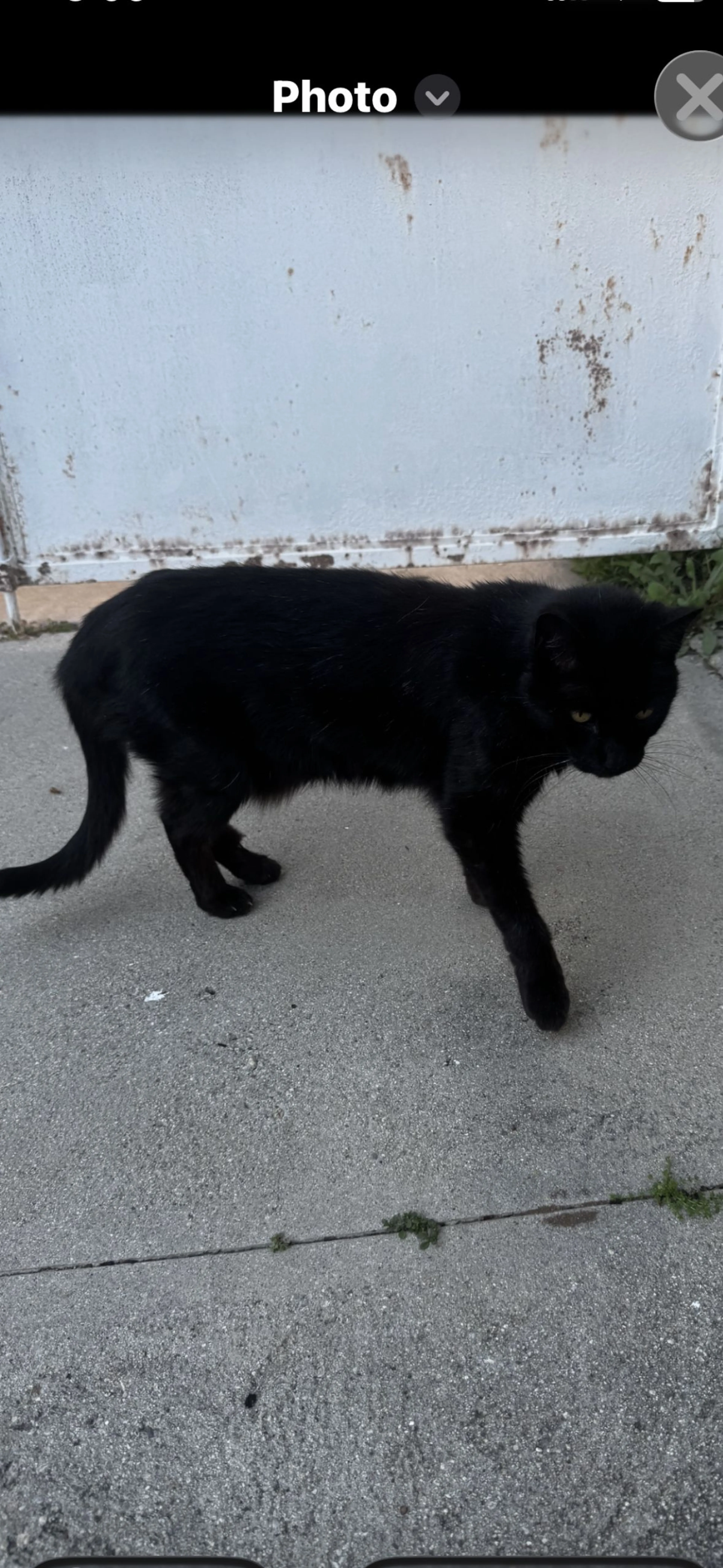 Lost pet-2