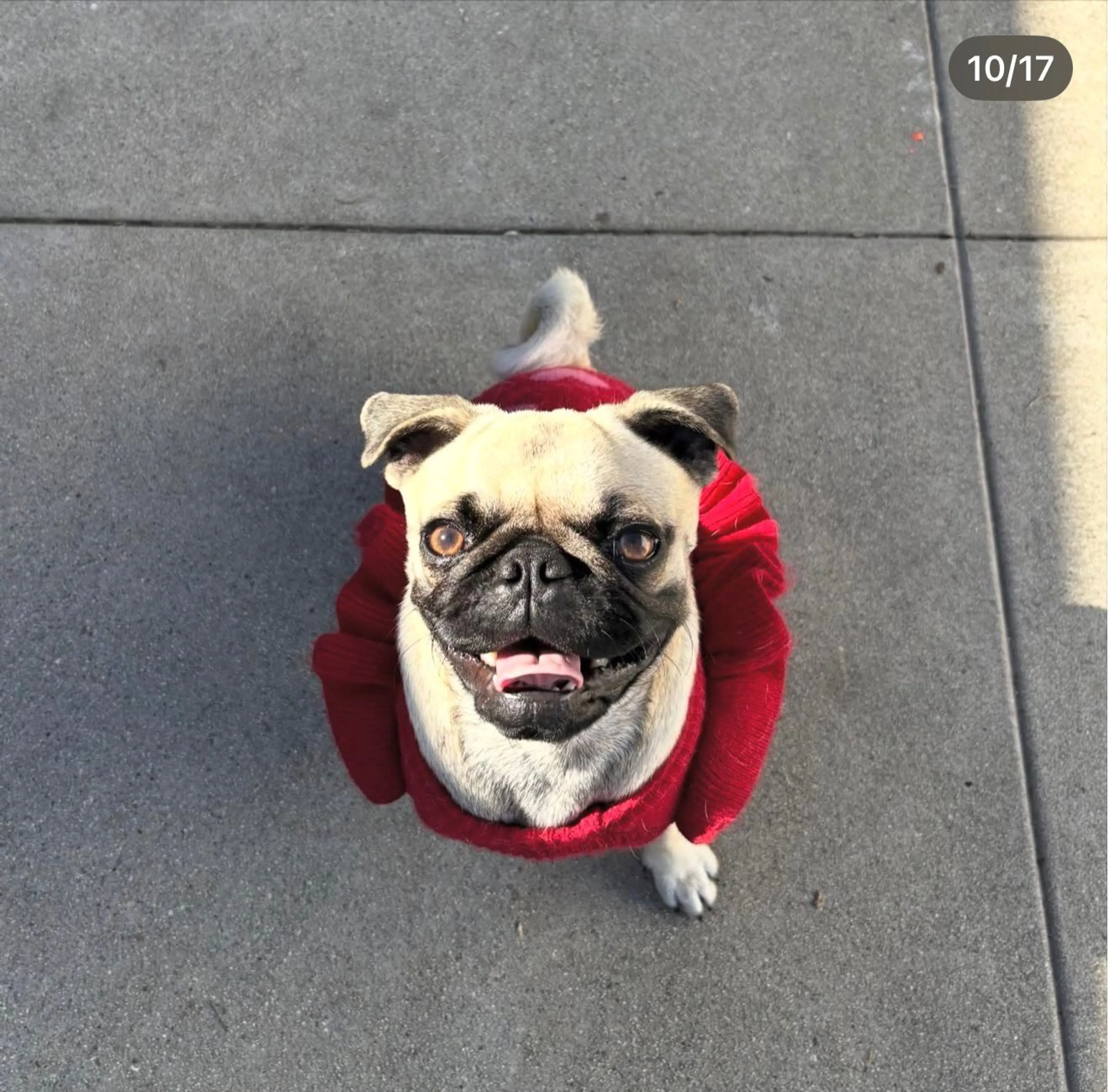 Lost pet-1