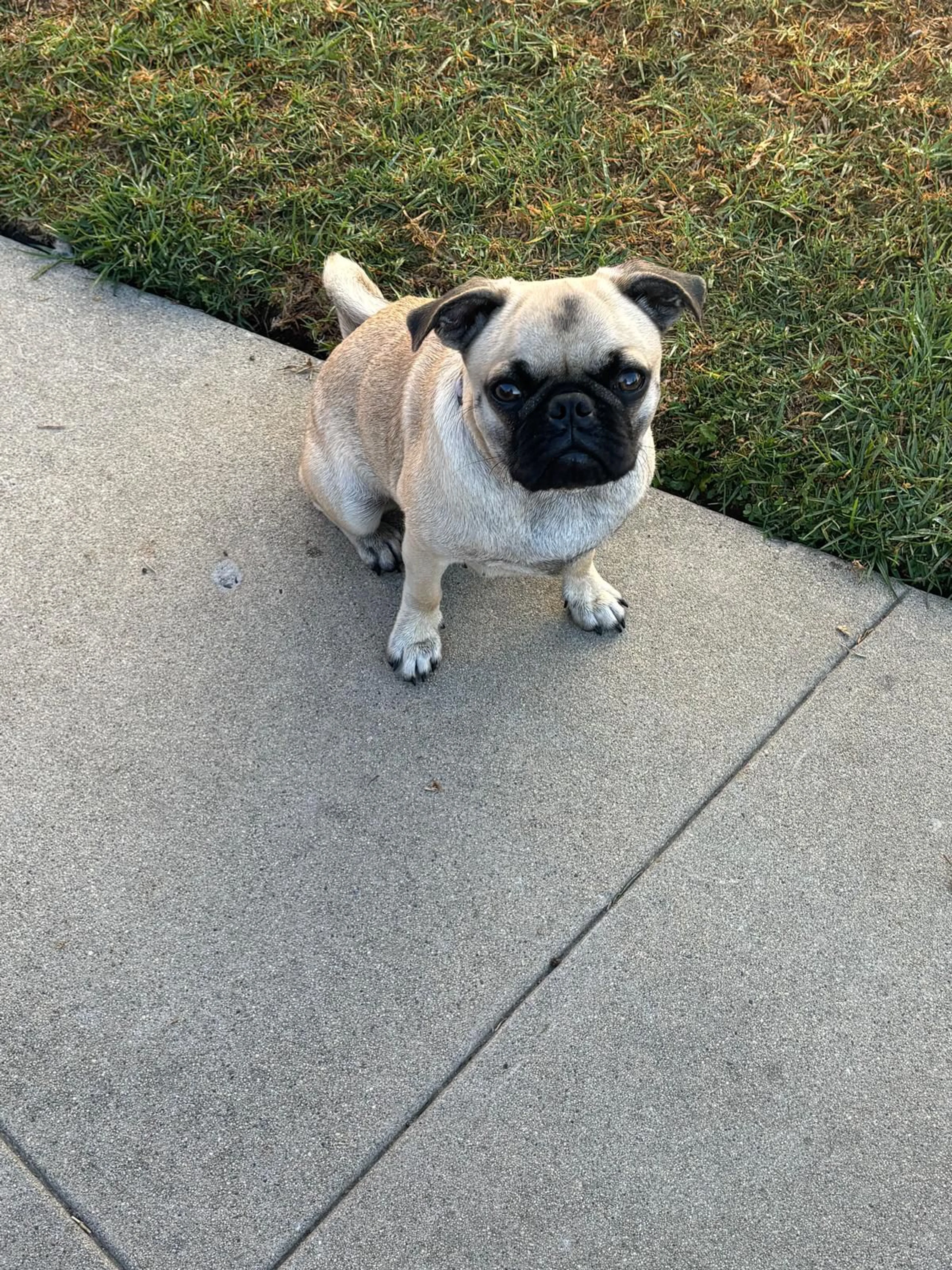 Lost pet-0