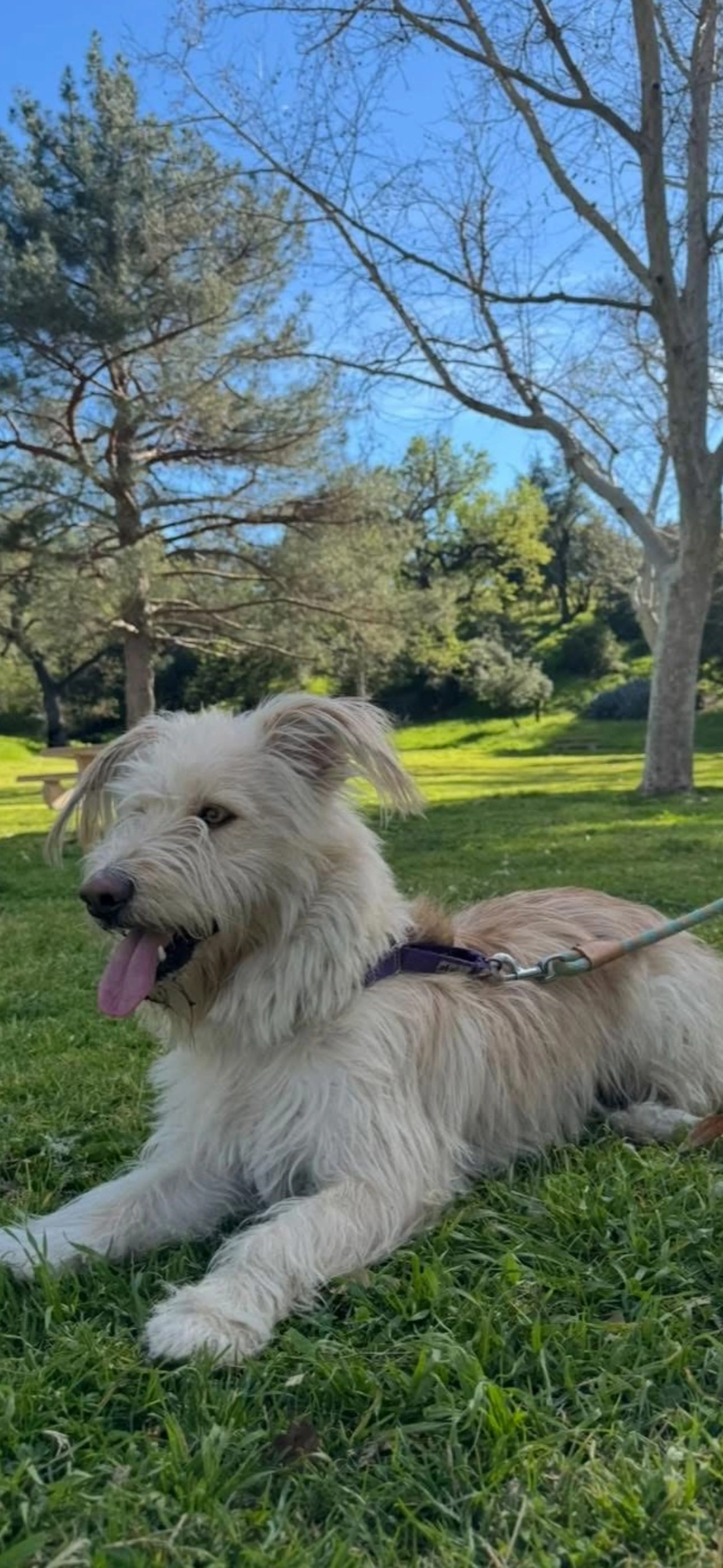 Lost pet