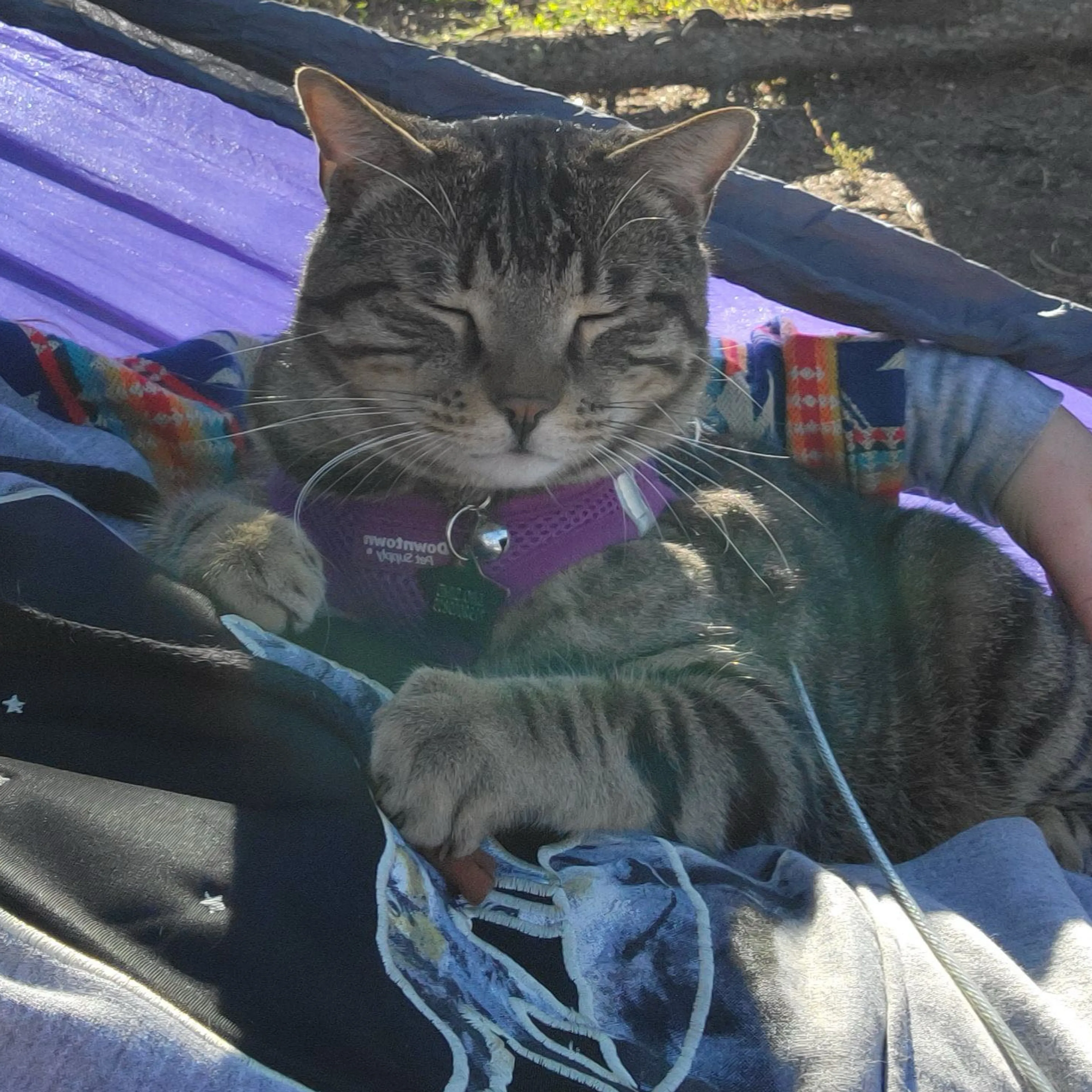 Lost pet-3