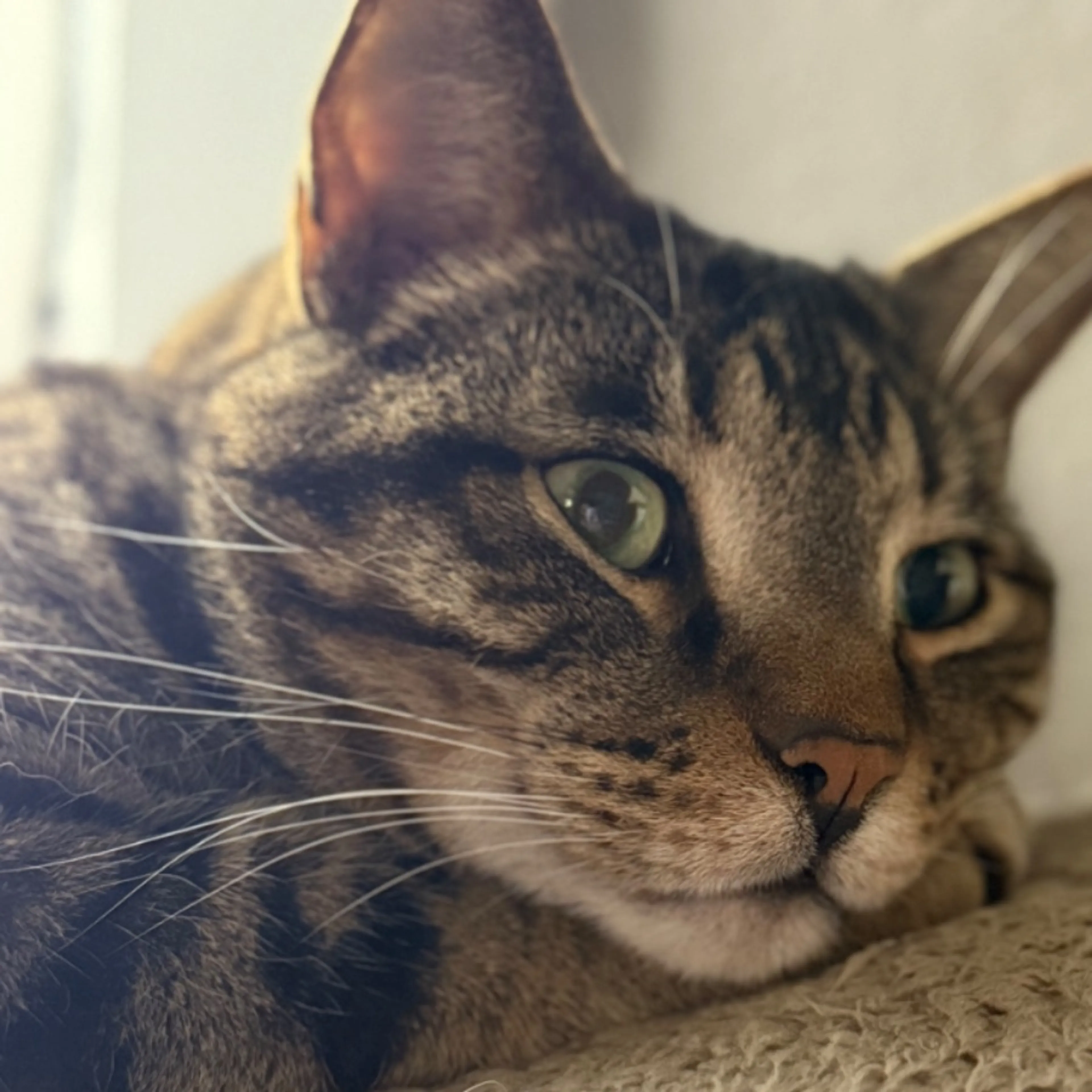 Lost pet-0