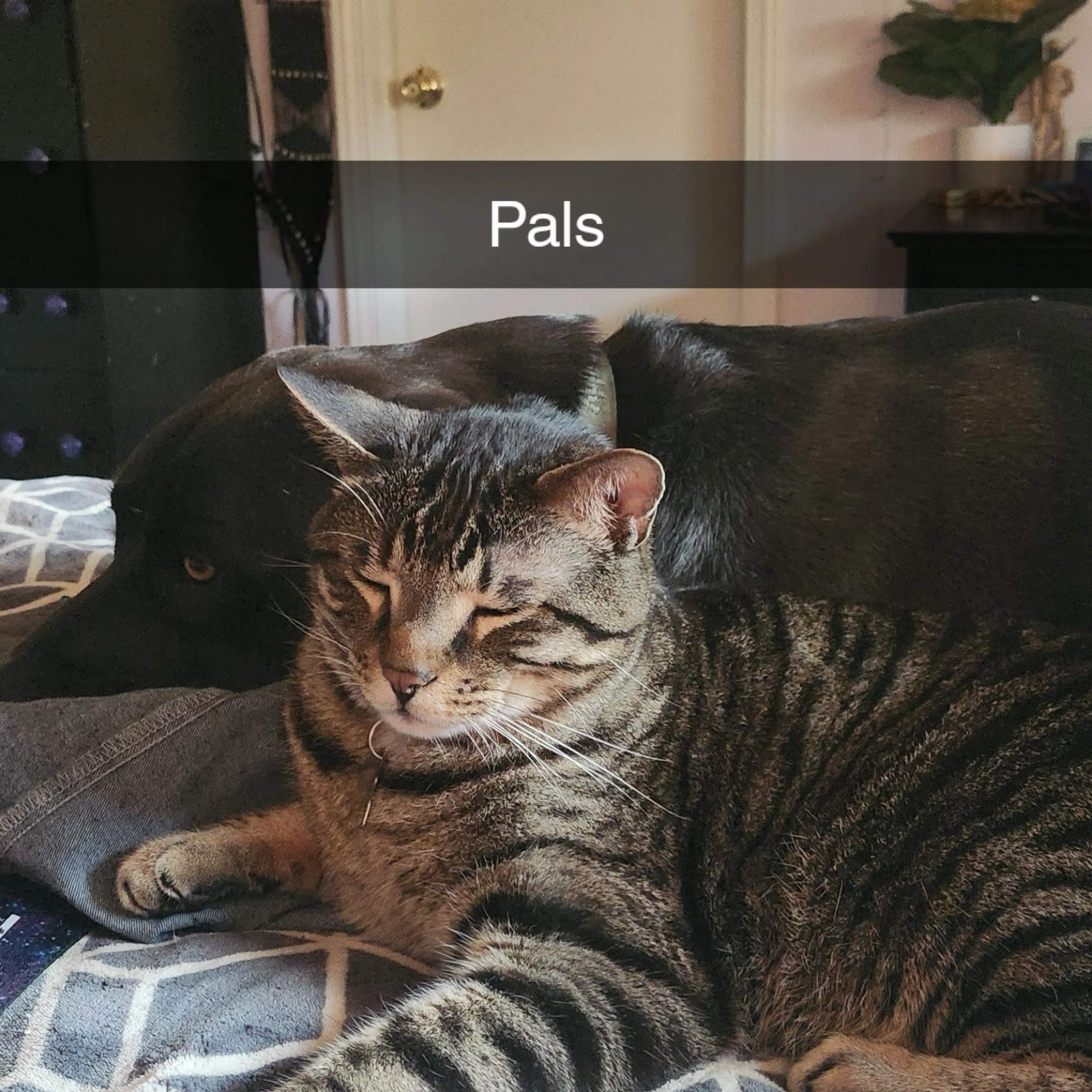 Lost pet-2