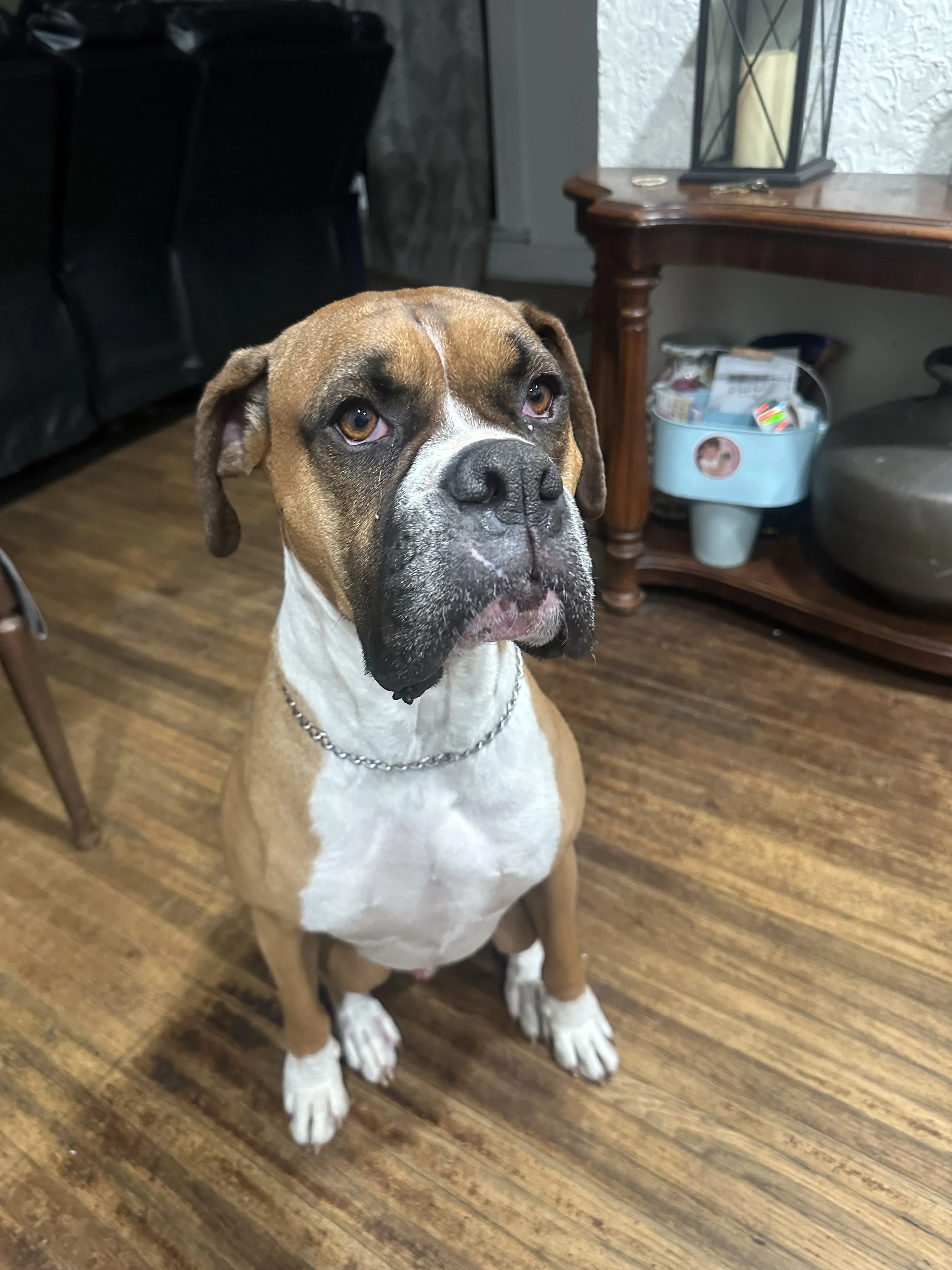 Lost pet