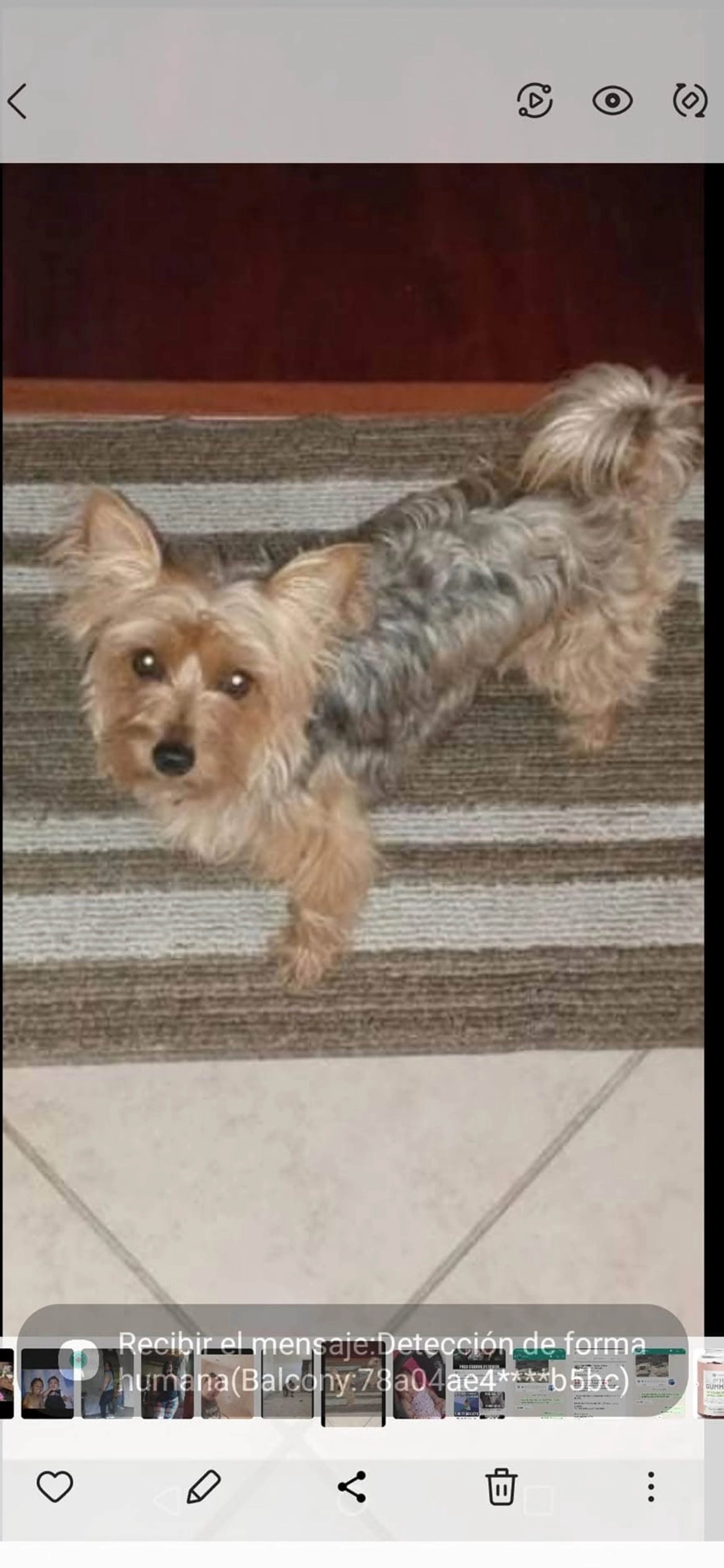 Lost pet