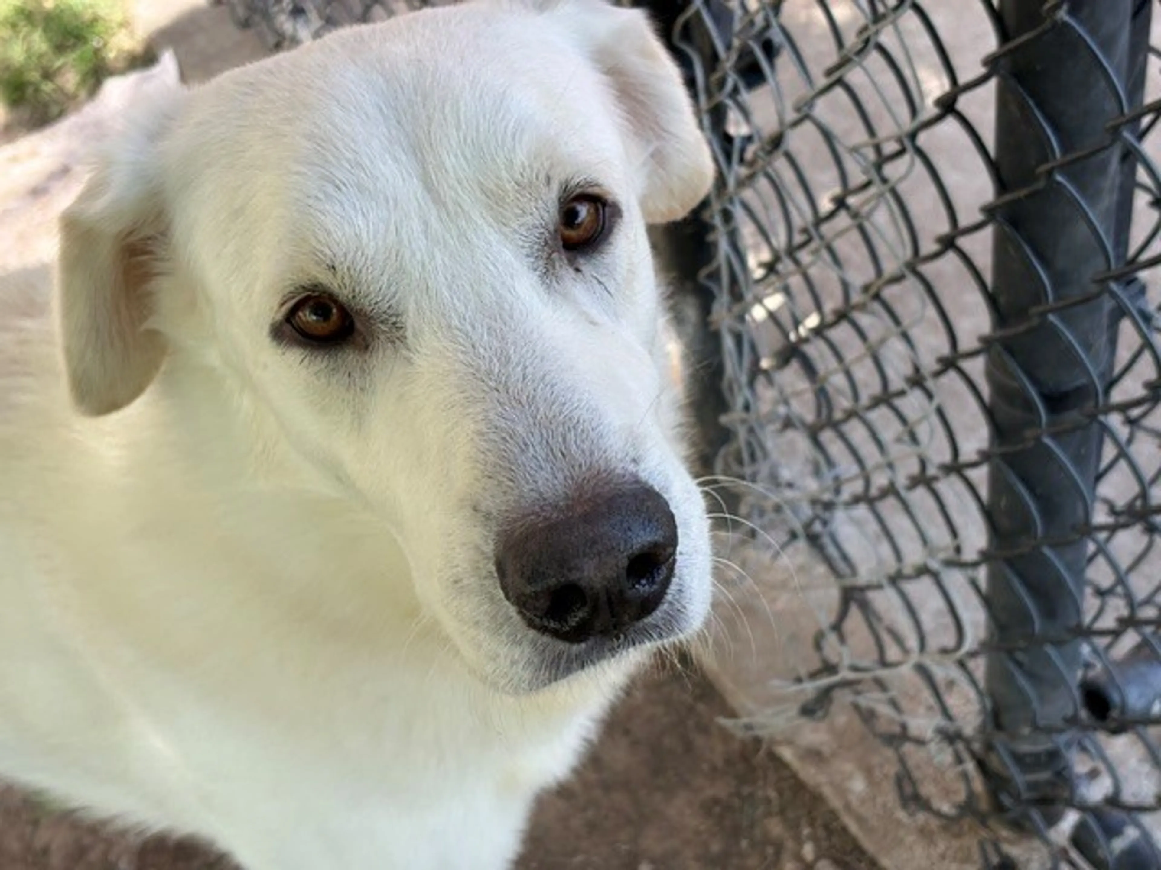 Found pet