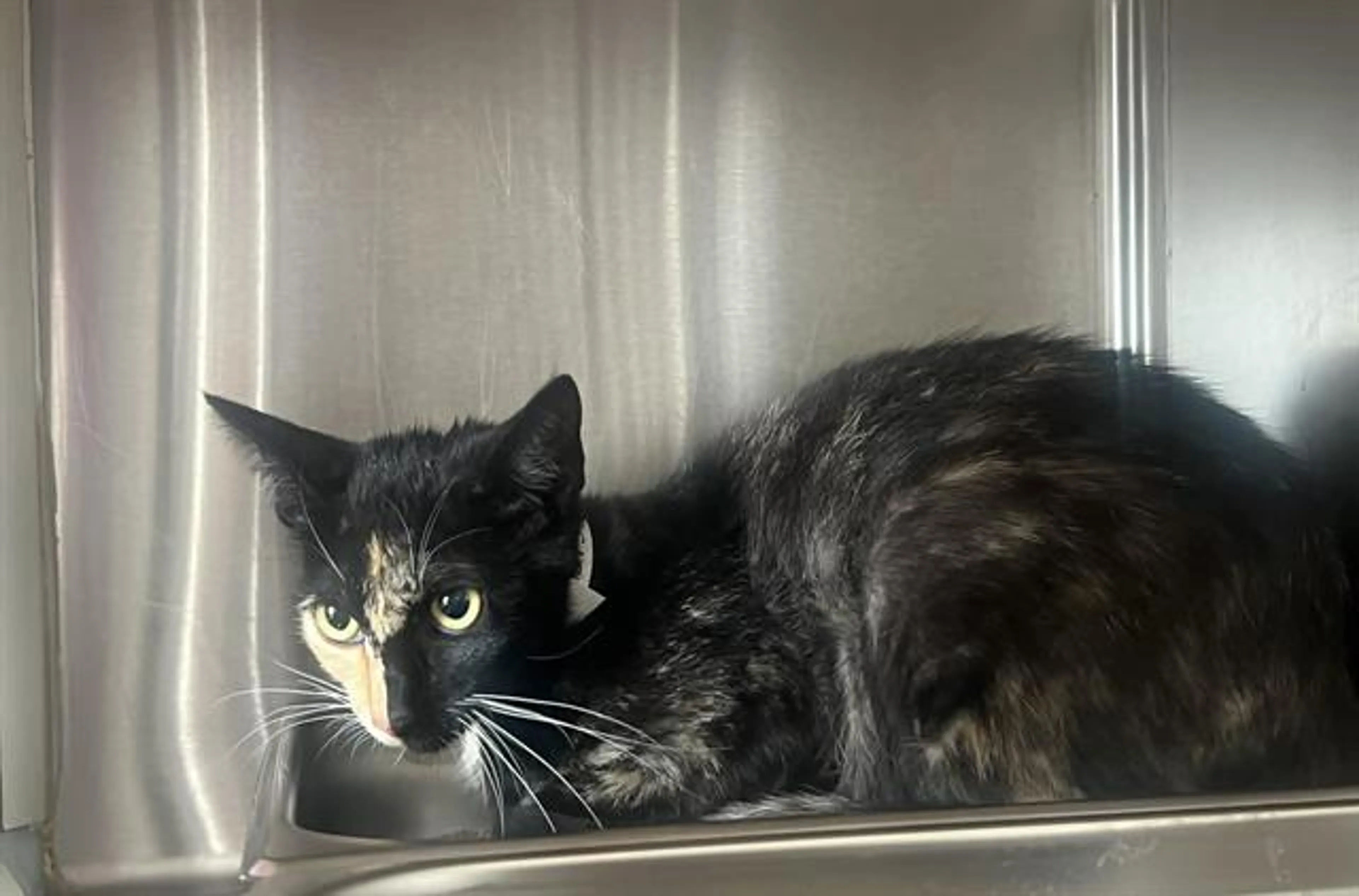 Found pet