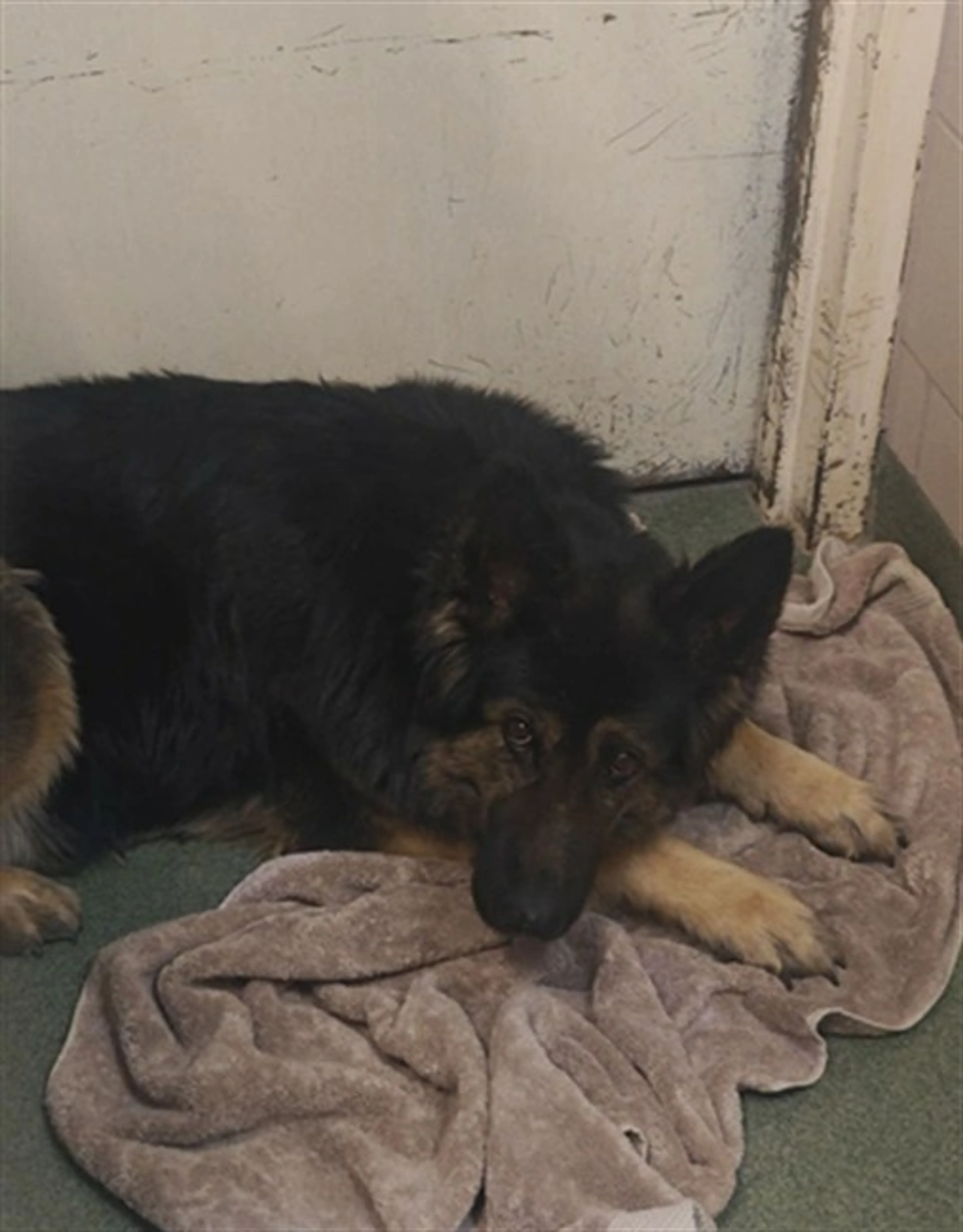 Found pet