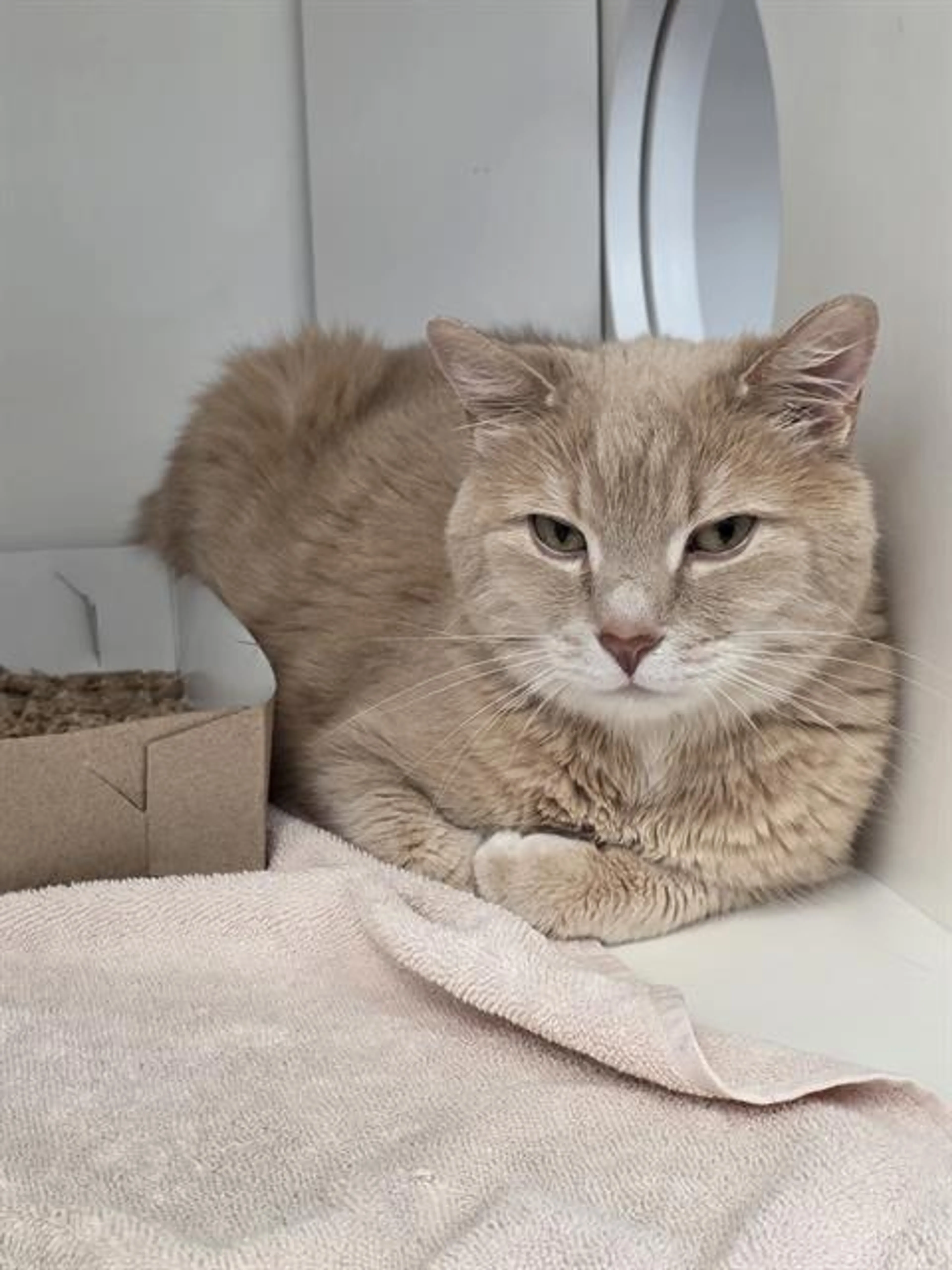 Found pet