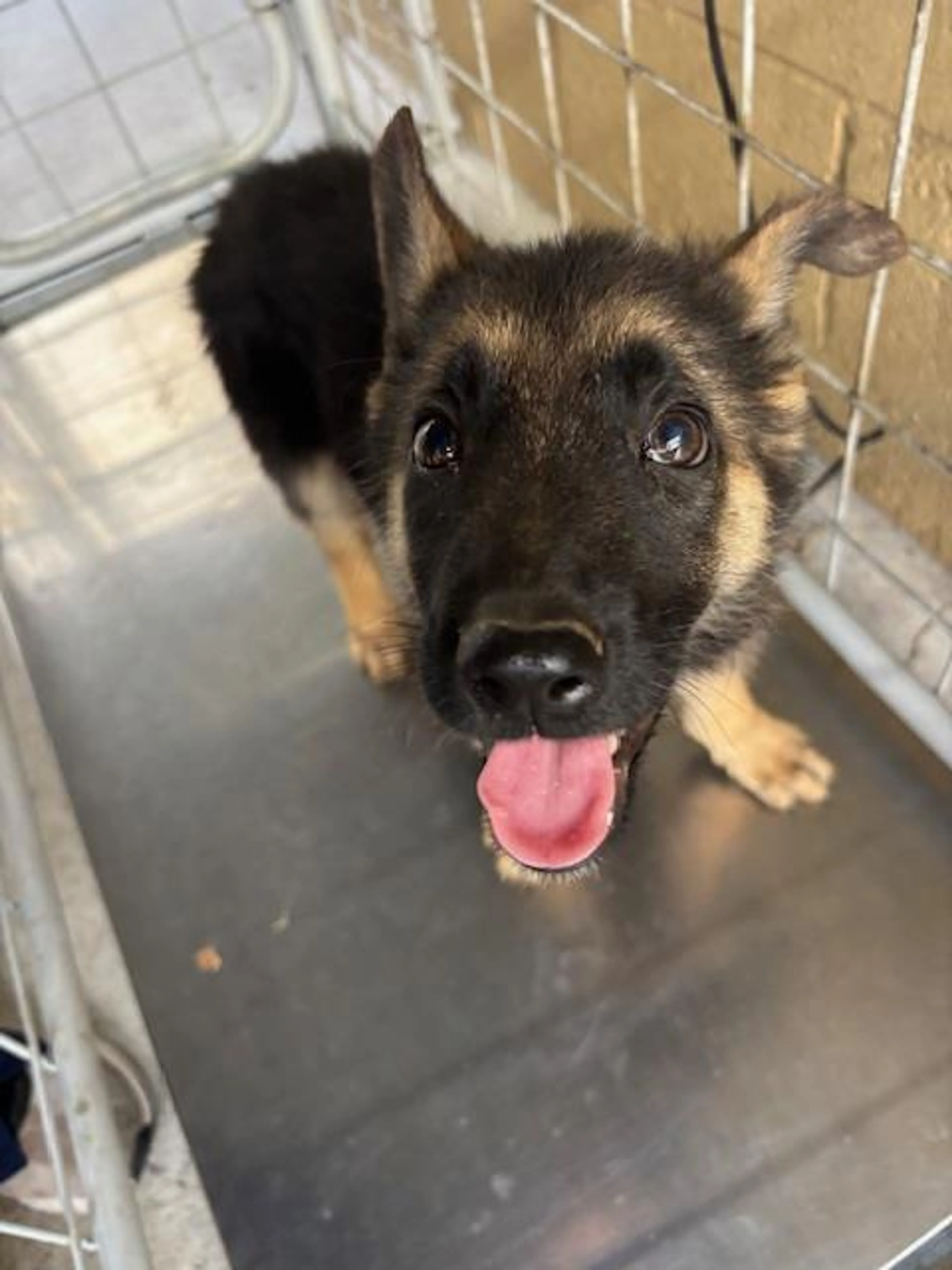 Found pet