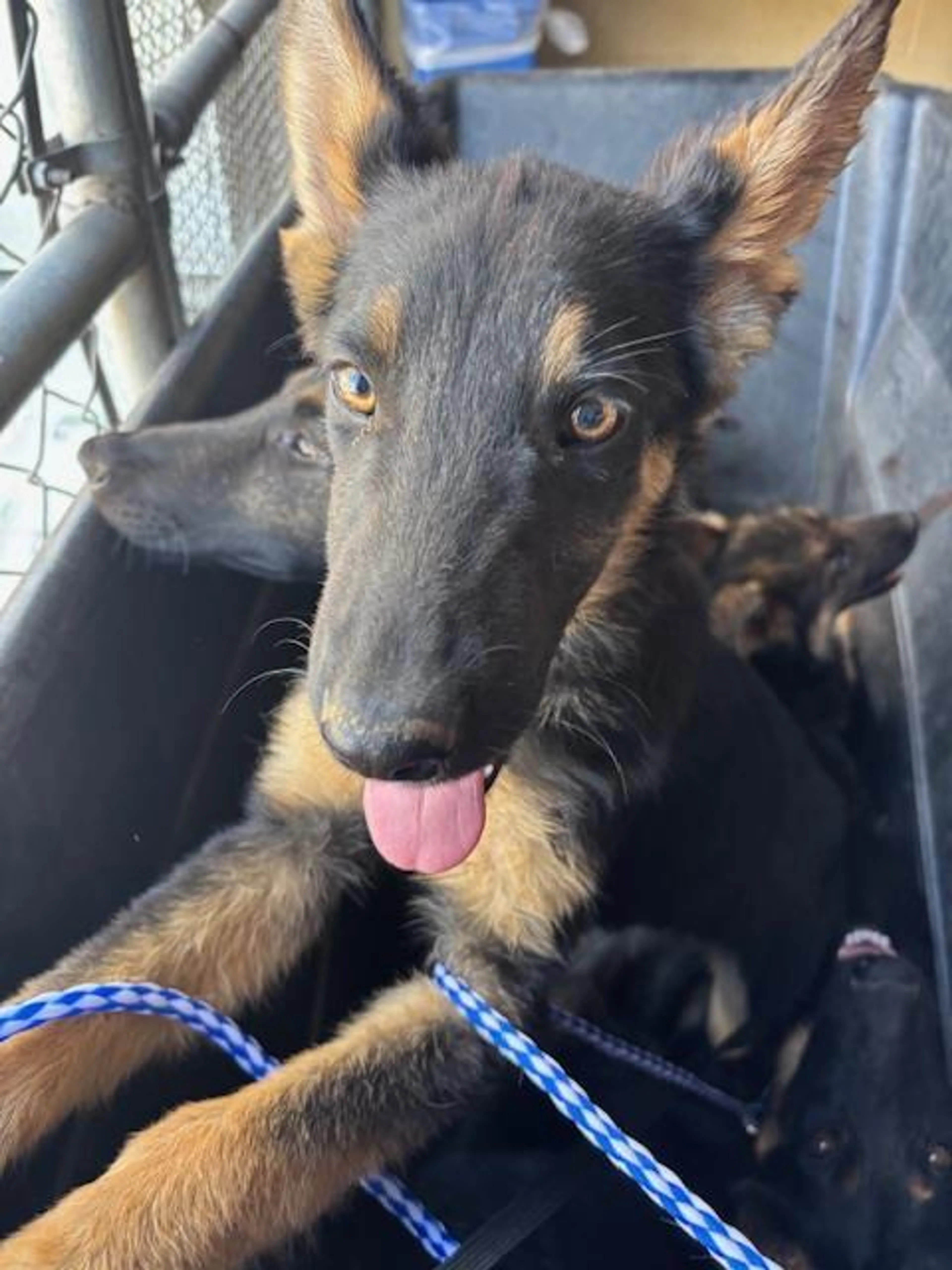 Found pet