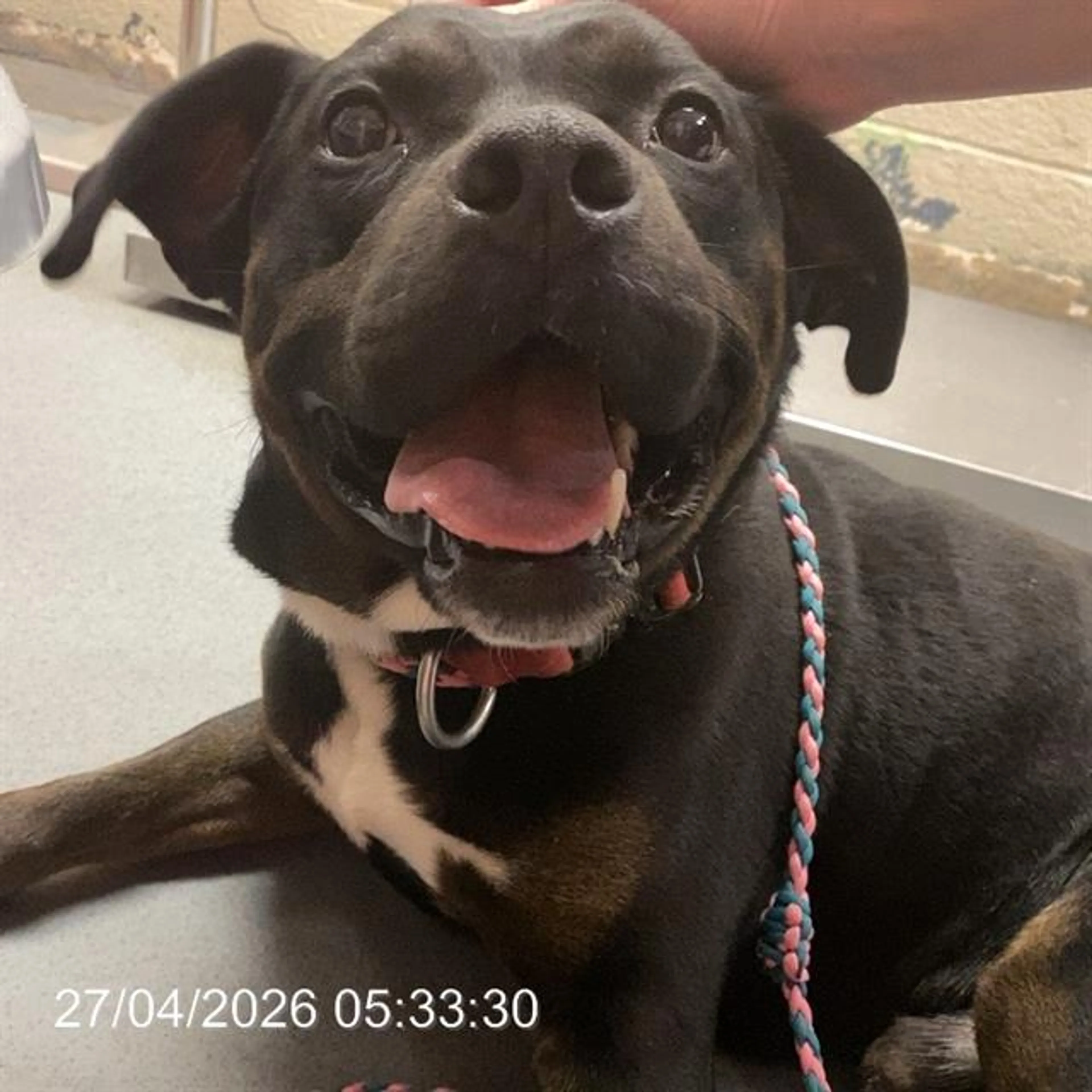 Found pet