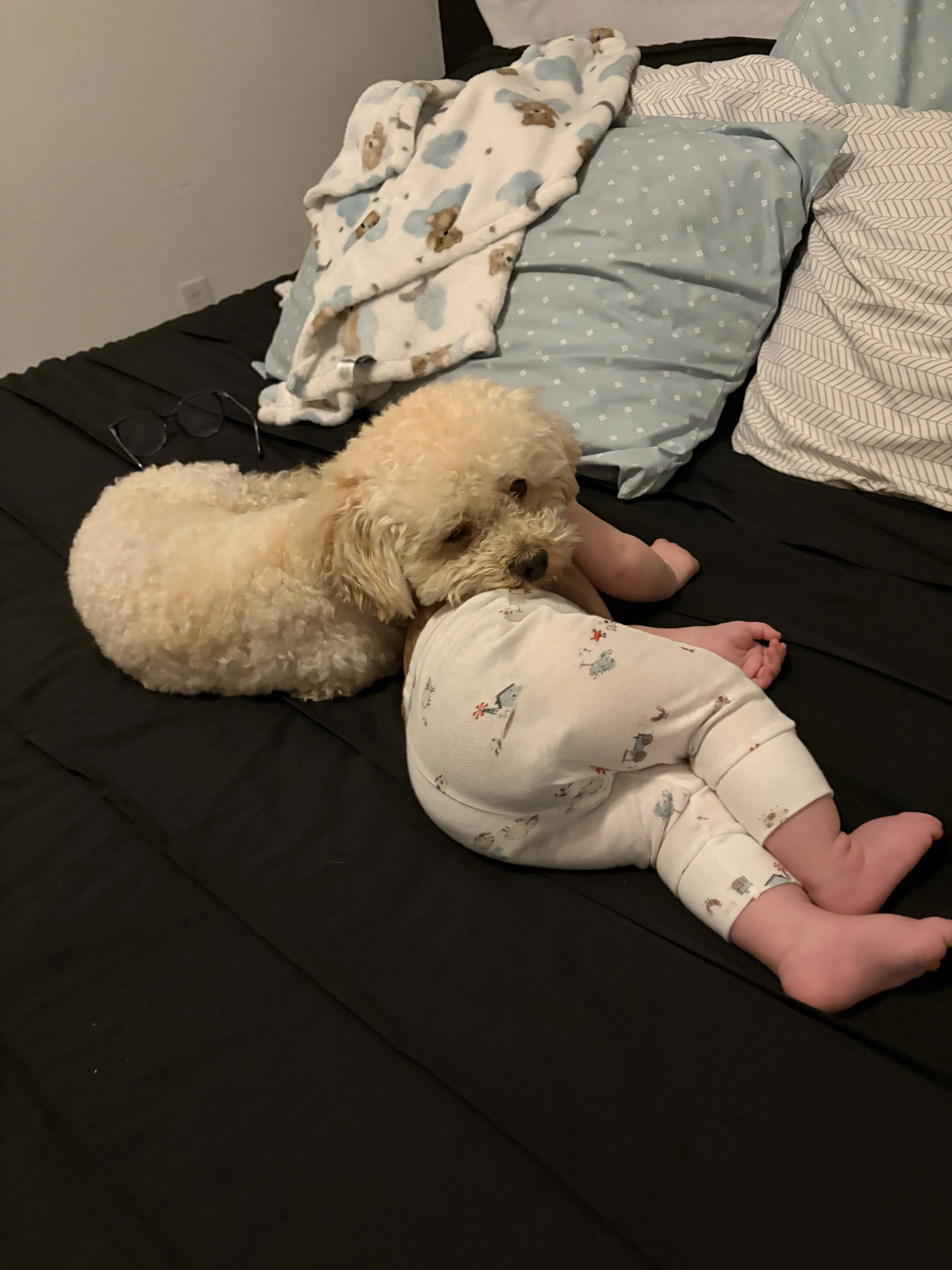Lost pet-0