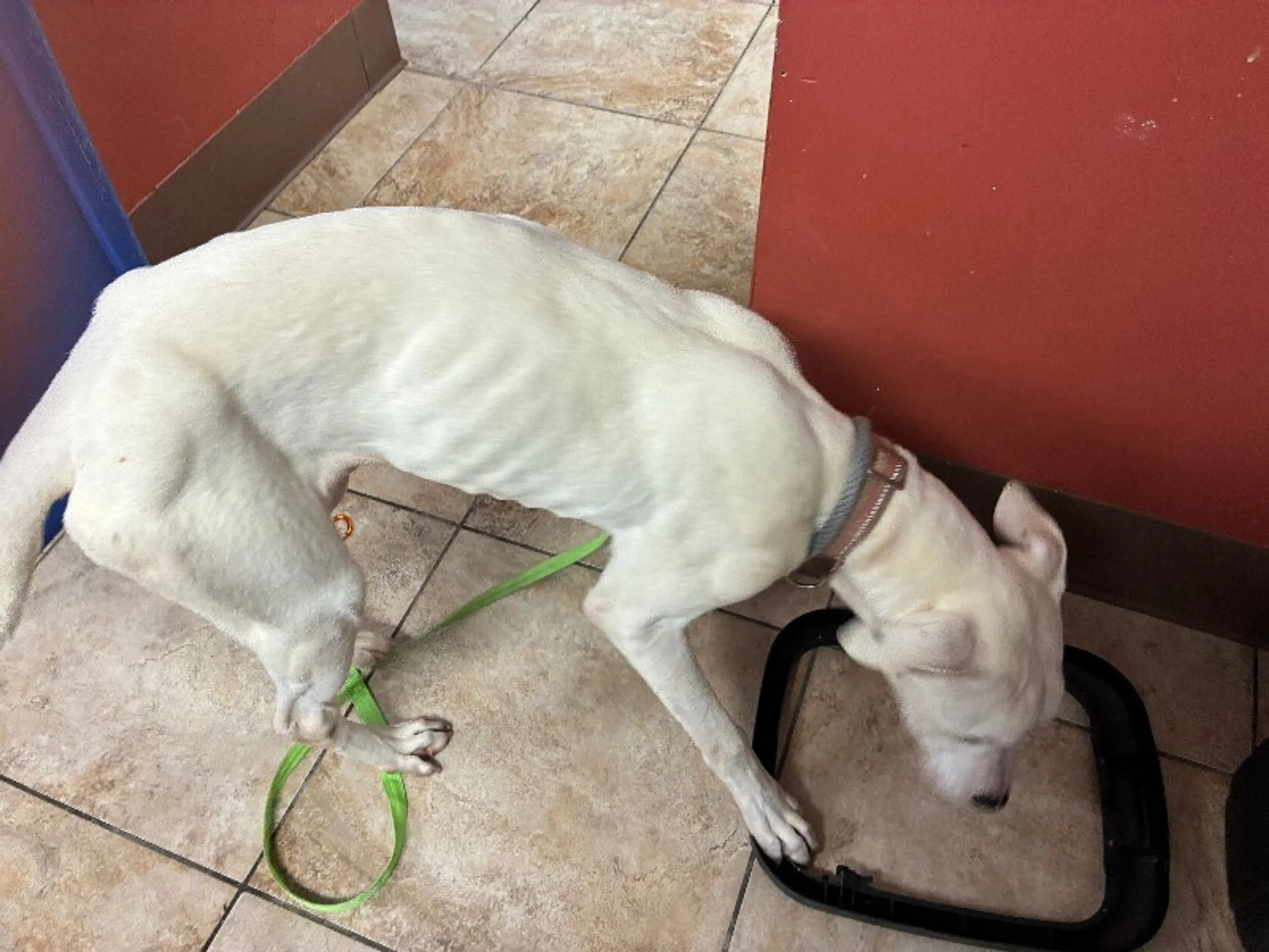 Found pet-2