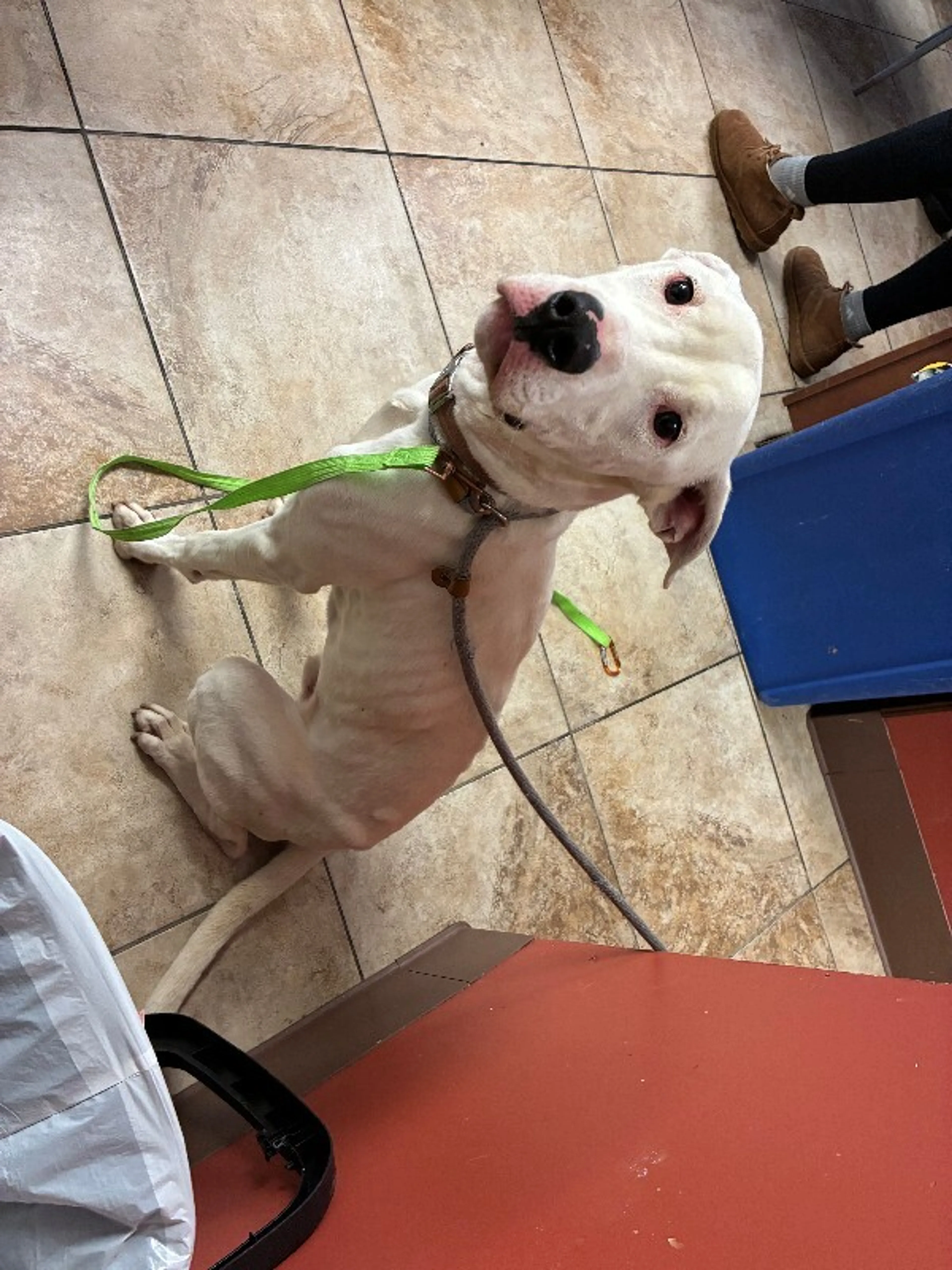 Found pet-3