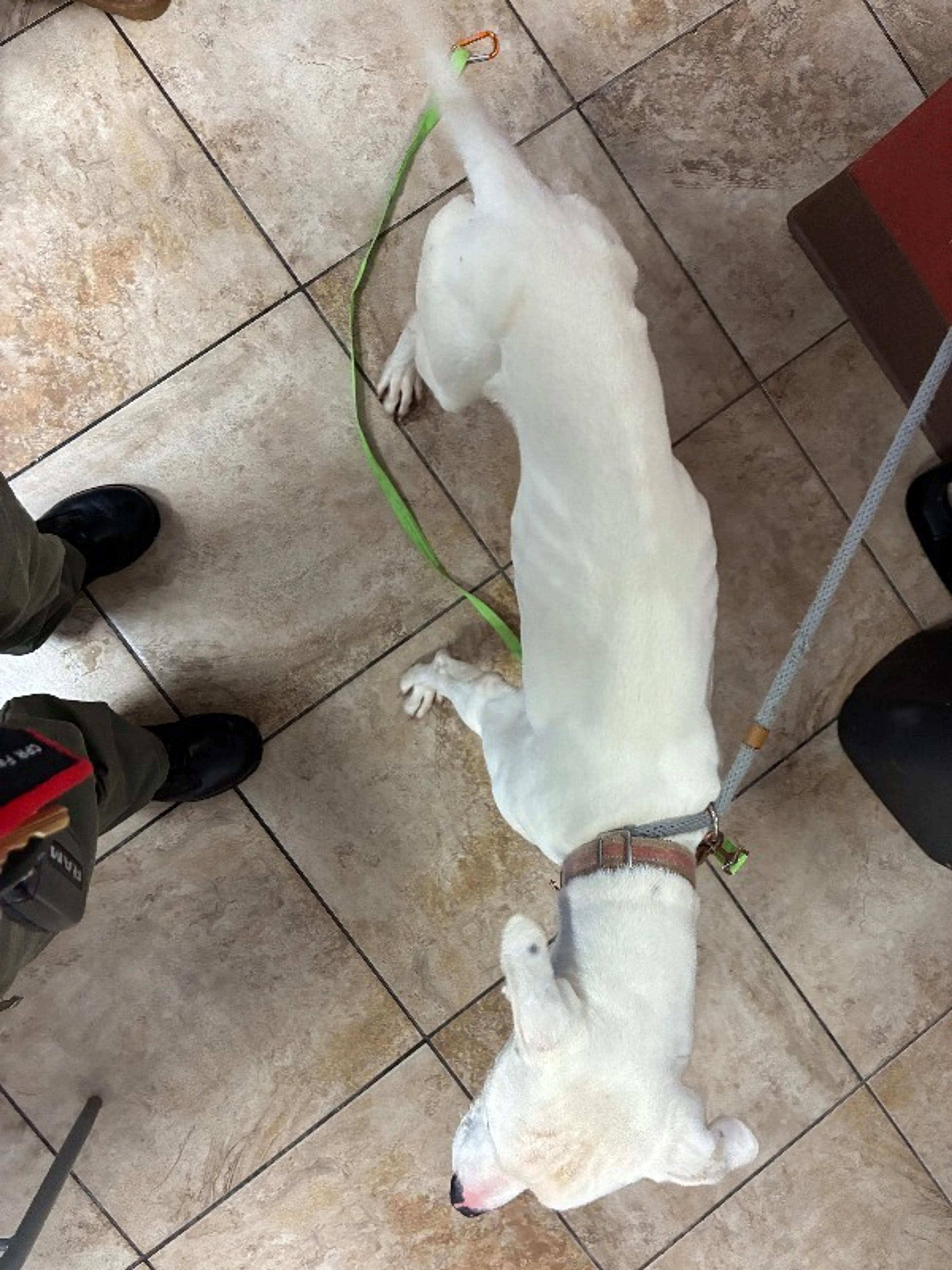 Found pet-1