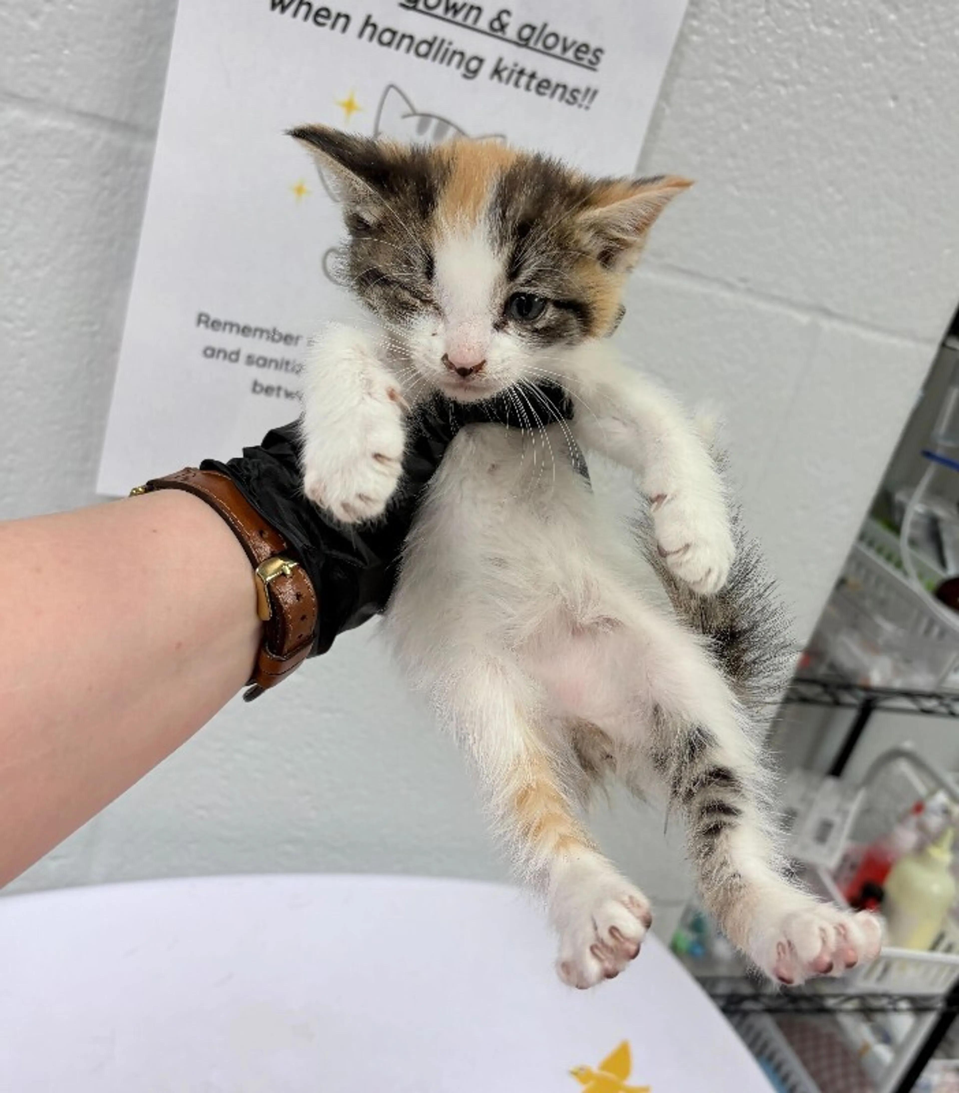 Found pet-1