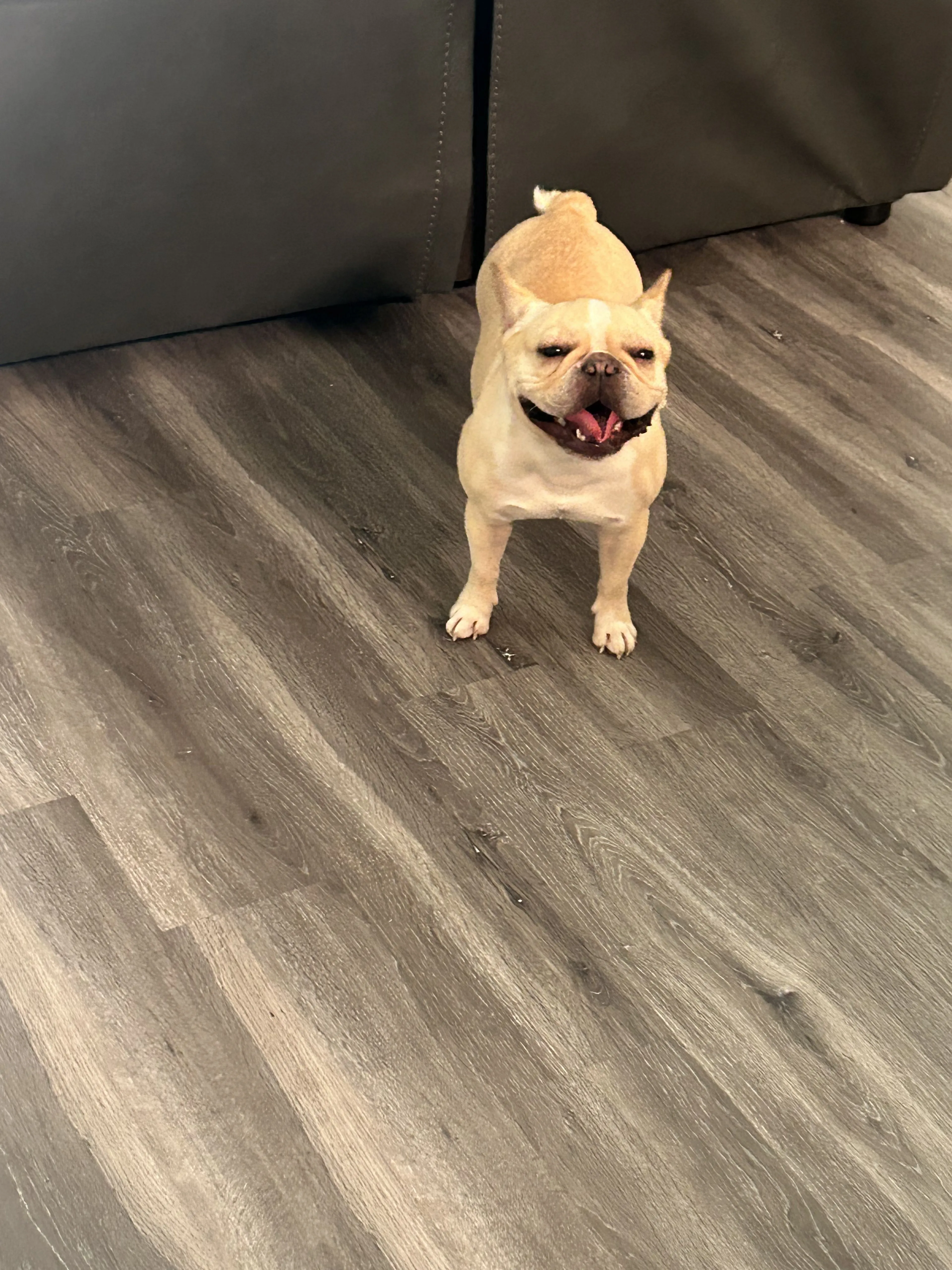 Lost pet