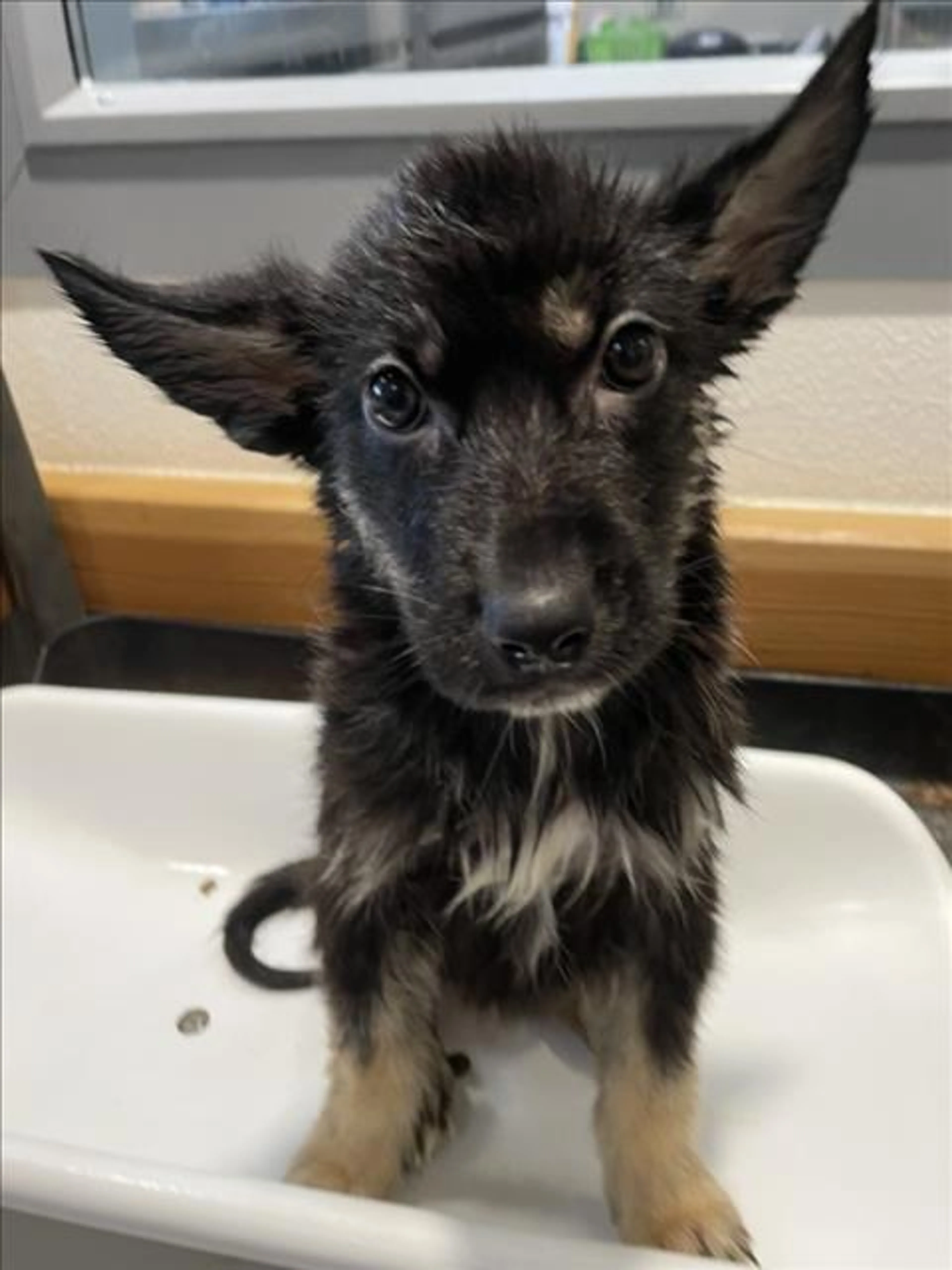 Found pet